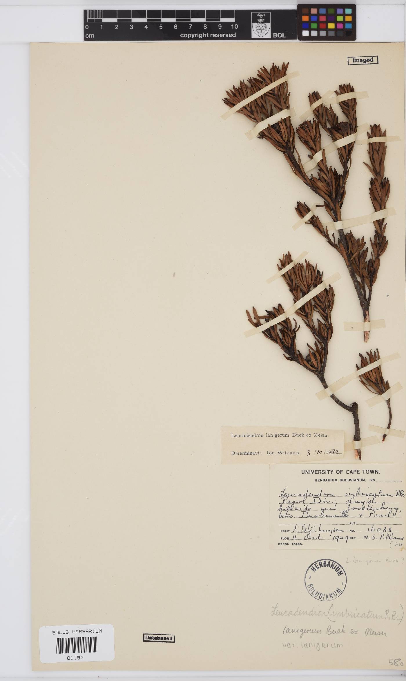 Leucadendron lanigerum var. lanigerum image