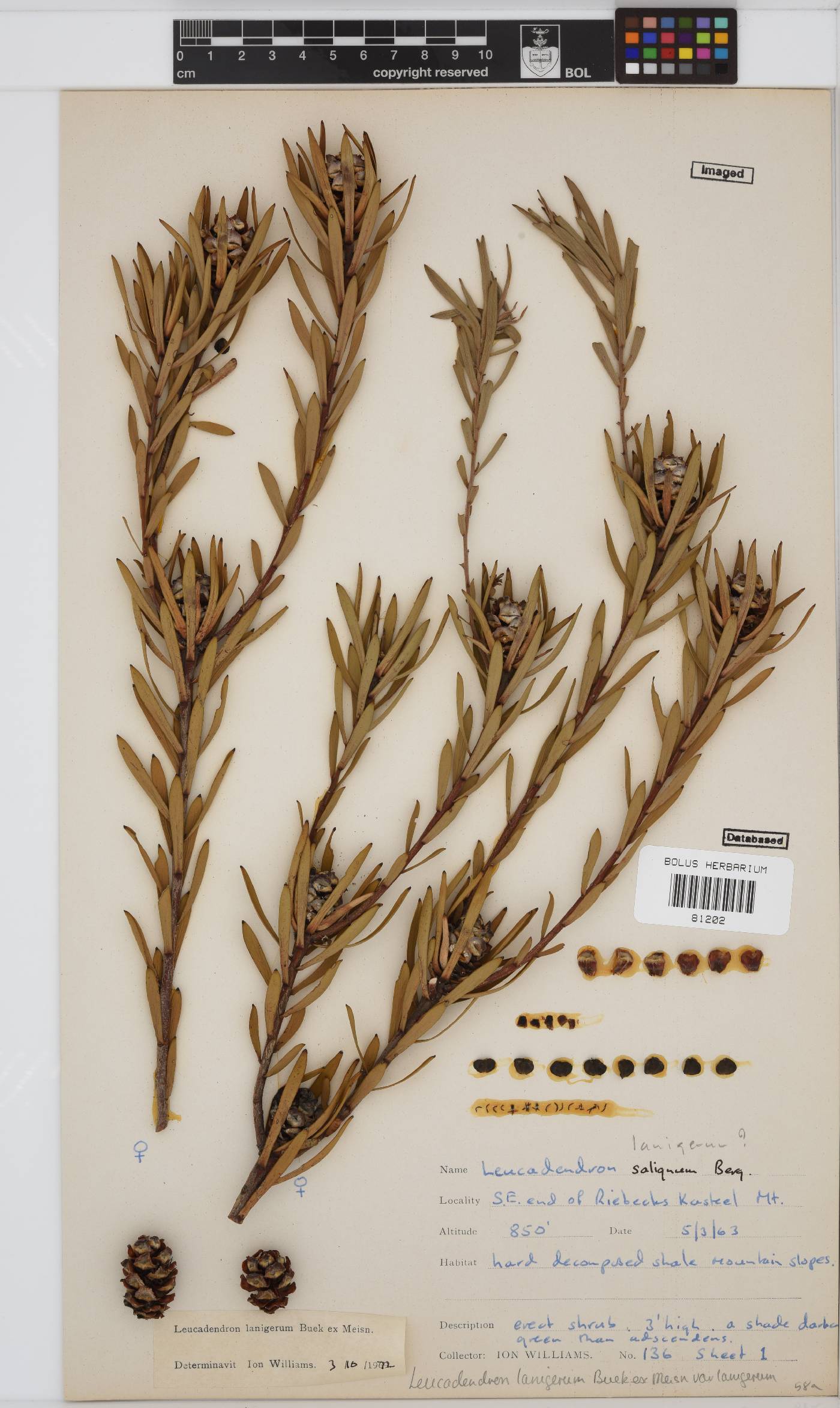 Leucadendron lanigerum image