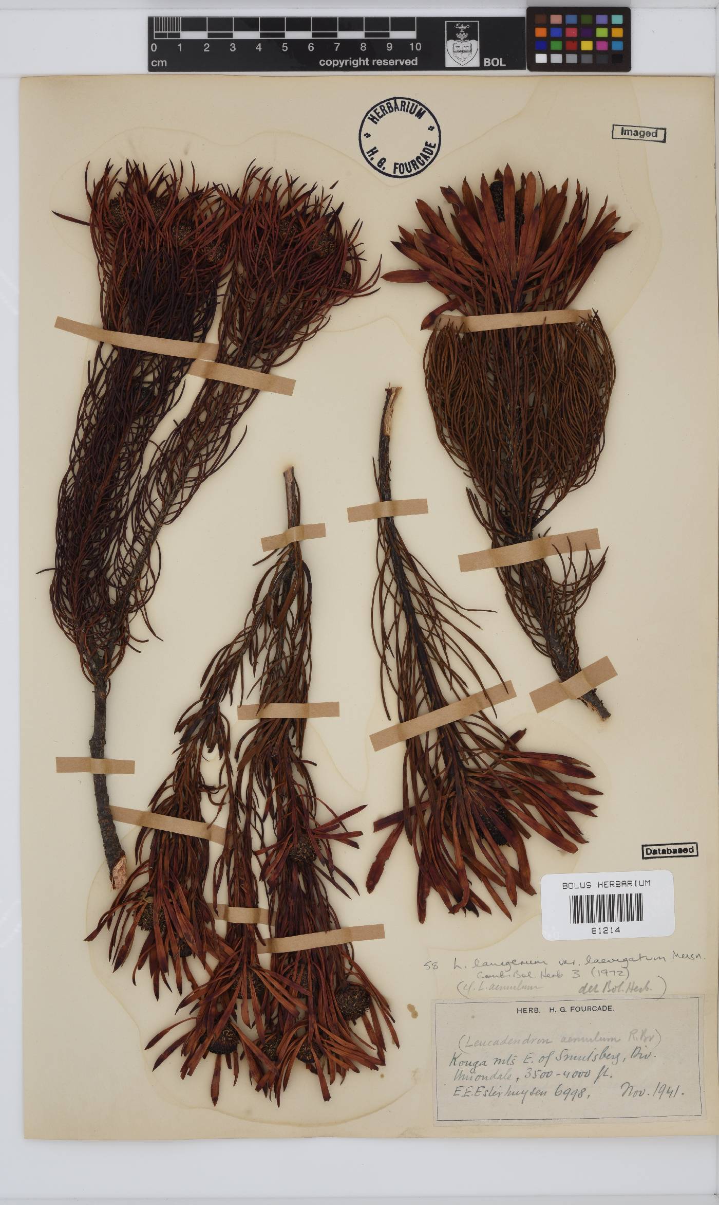 Leucadendron lanigerum var. laevigatum image
