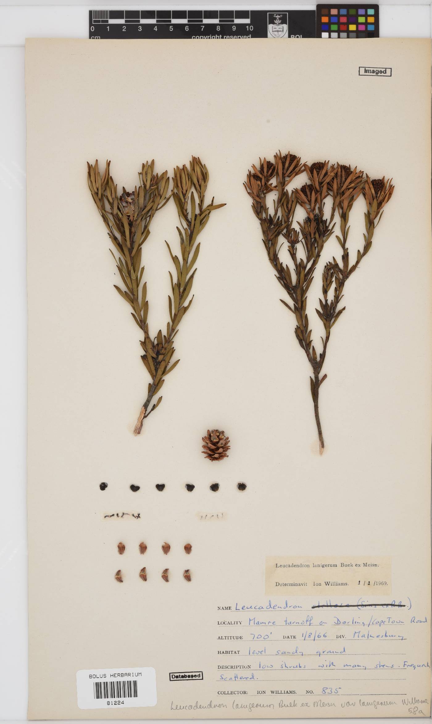Leucadendron lanigerum var. lanigerum image