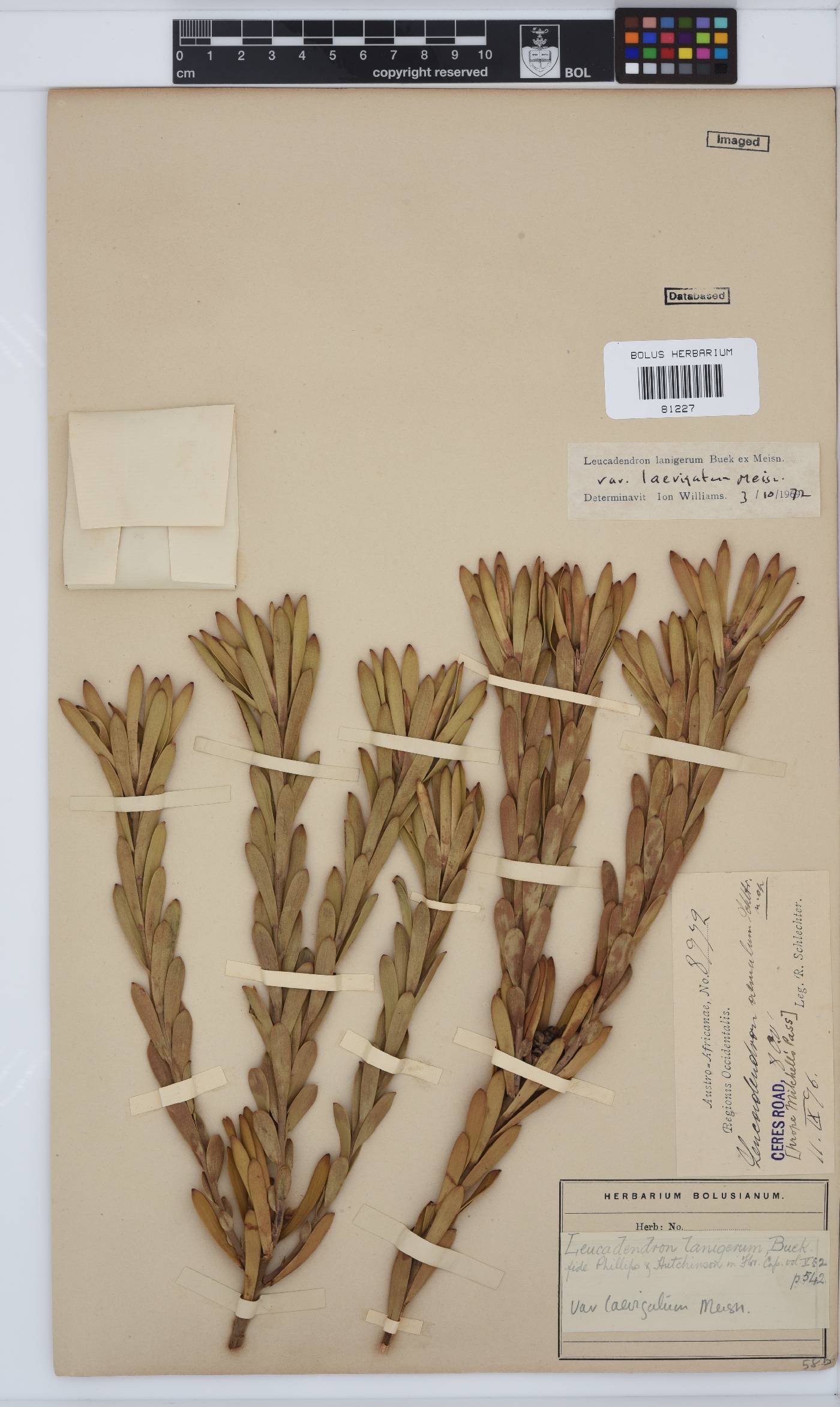 Leucadendron lanigerum var. laevigatum image
