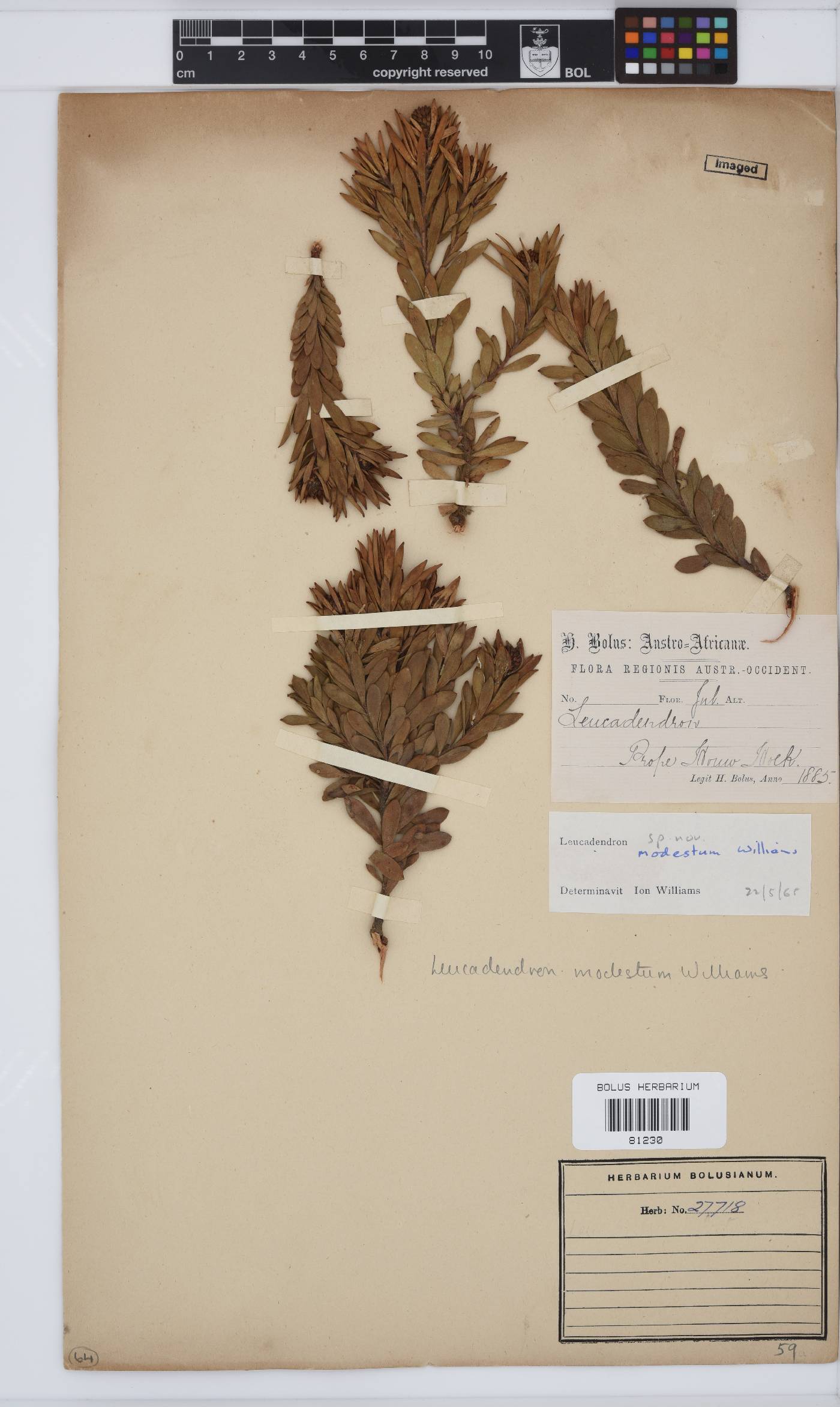 Leucadendron modestum image