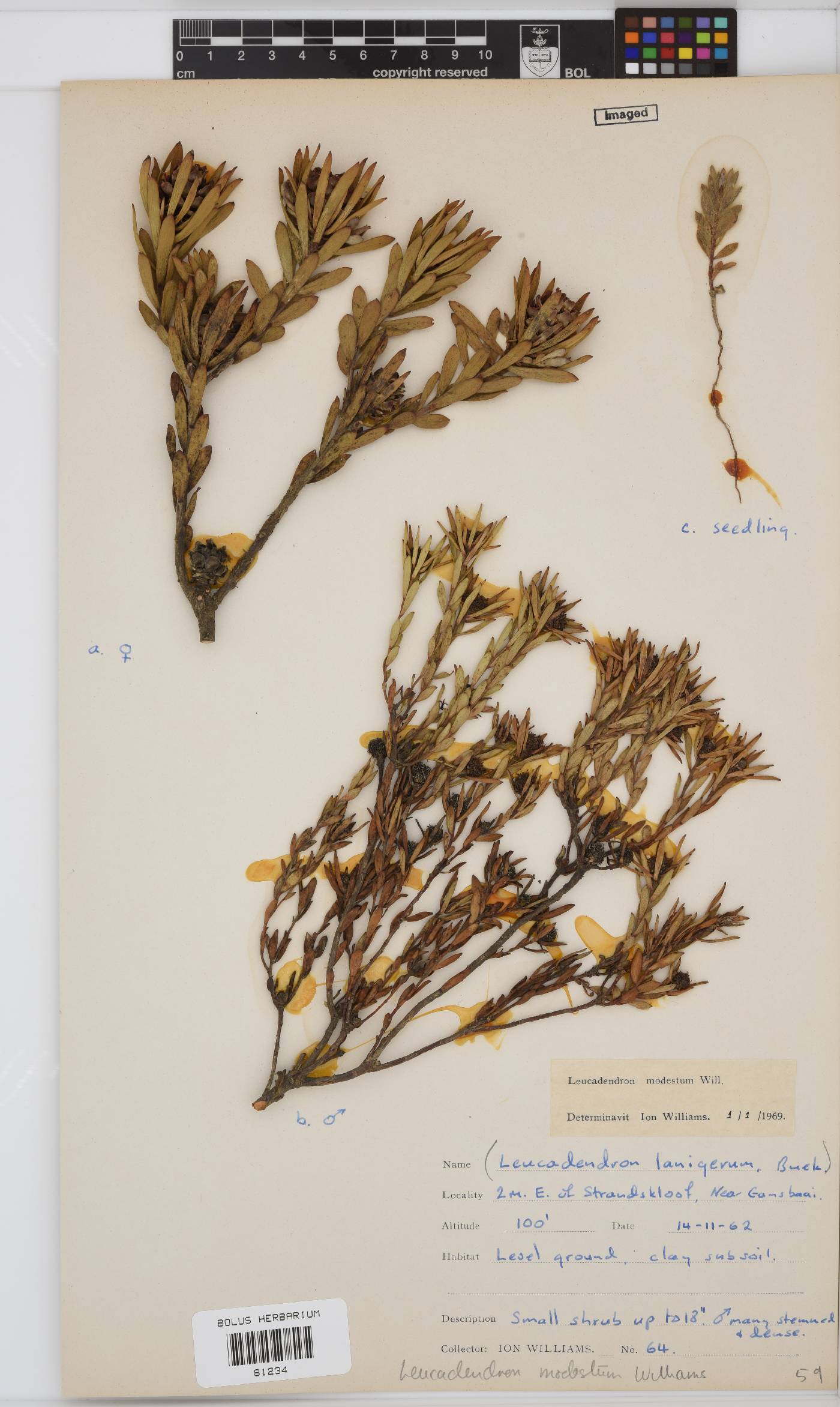 Leucadendron modestum image