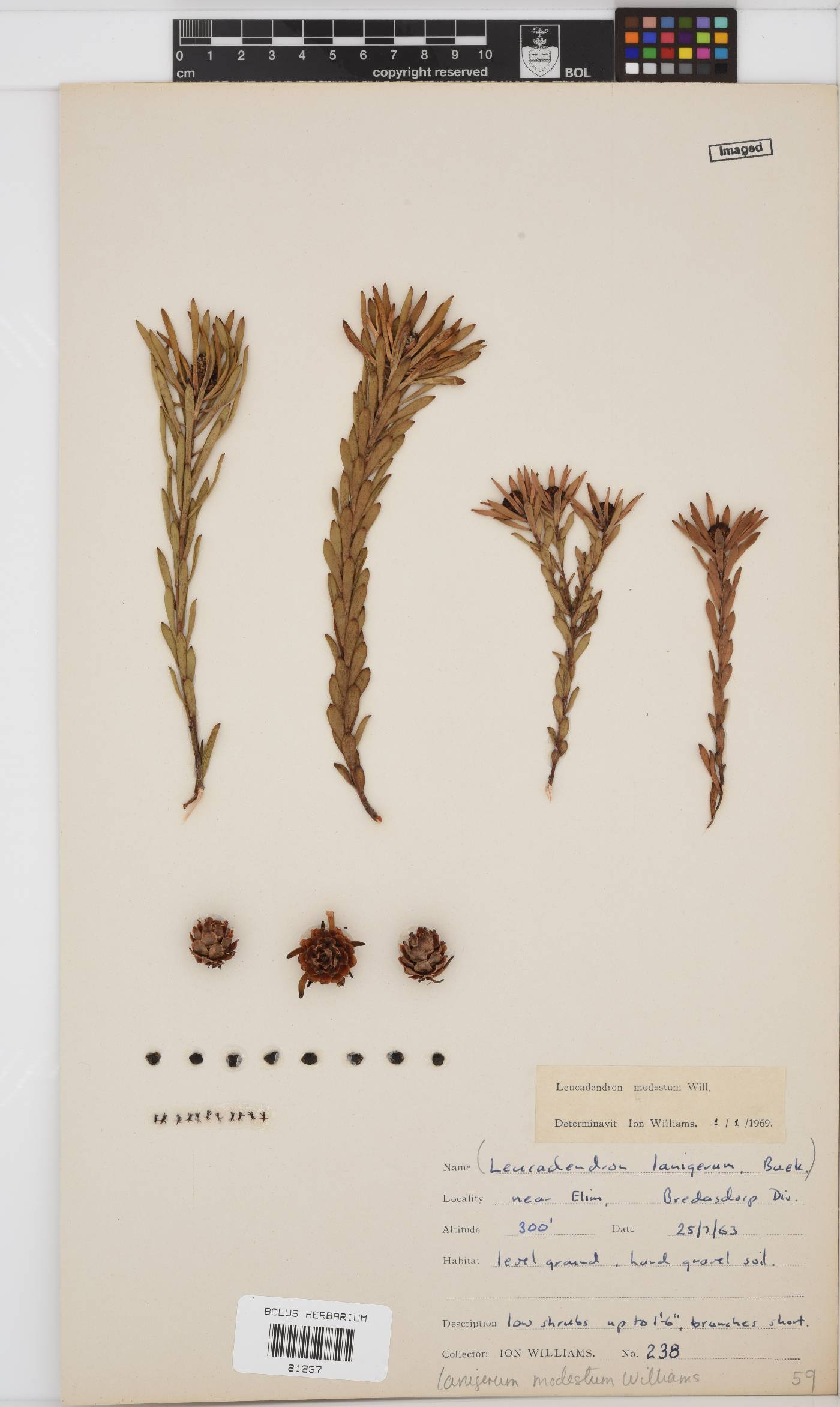 Leucadendron modestum image