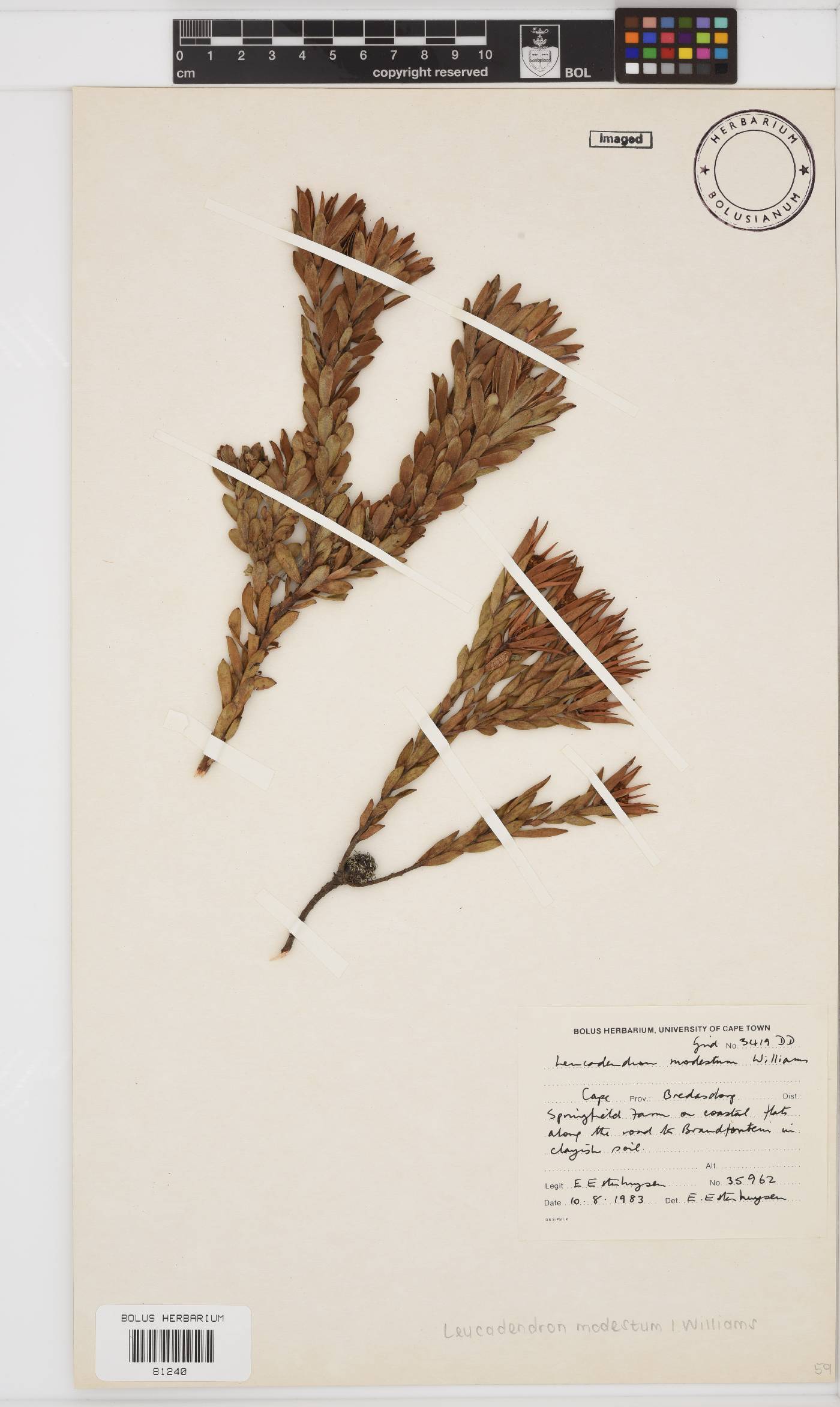Leucadendron modestum image