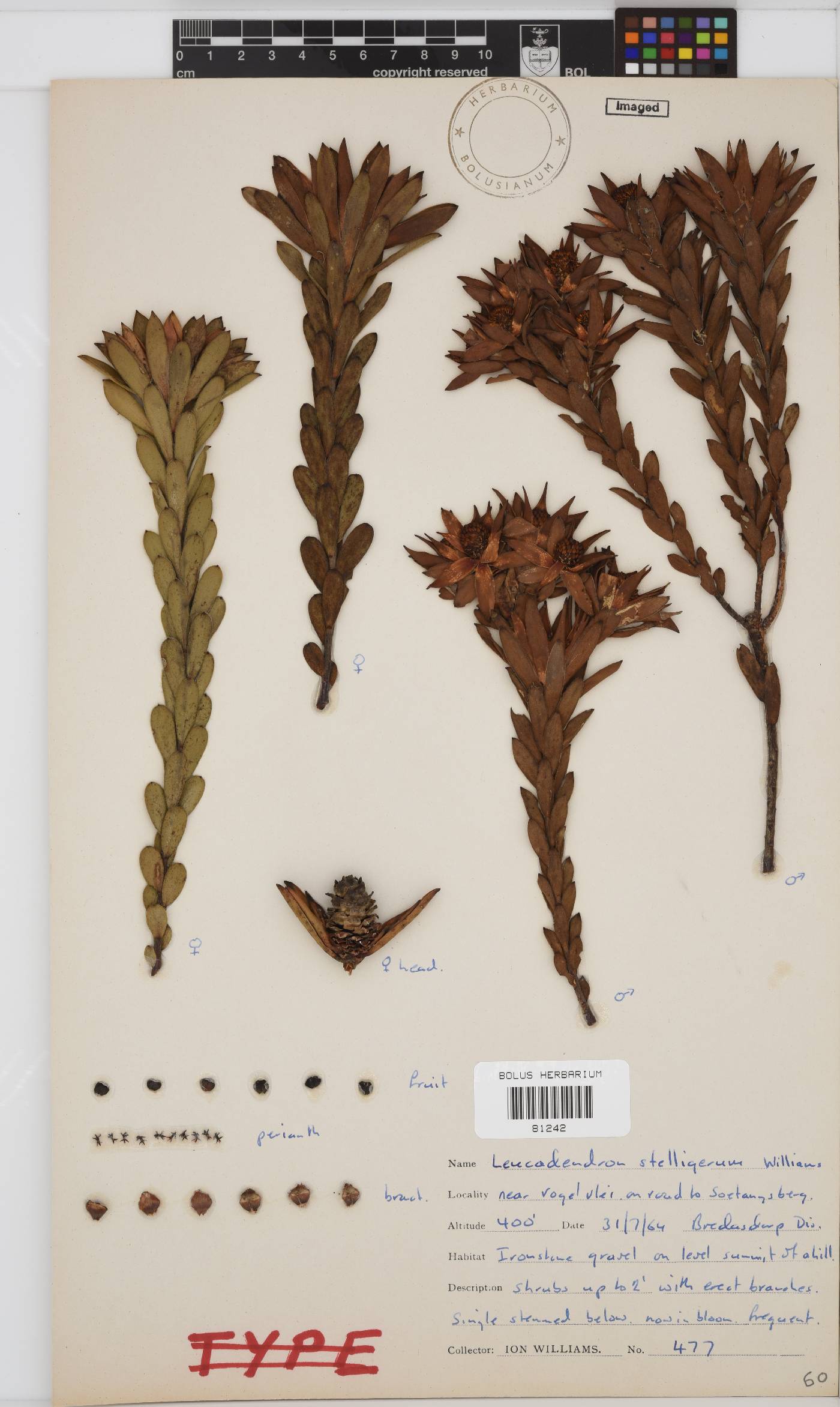 Leucadendron stelligerum image