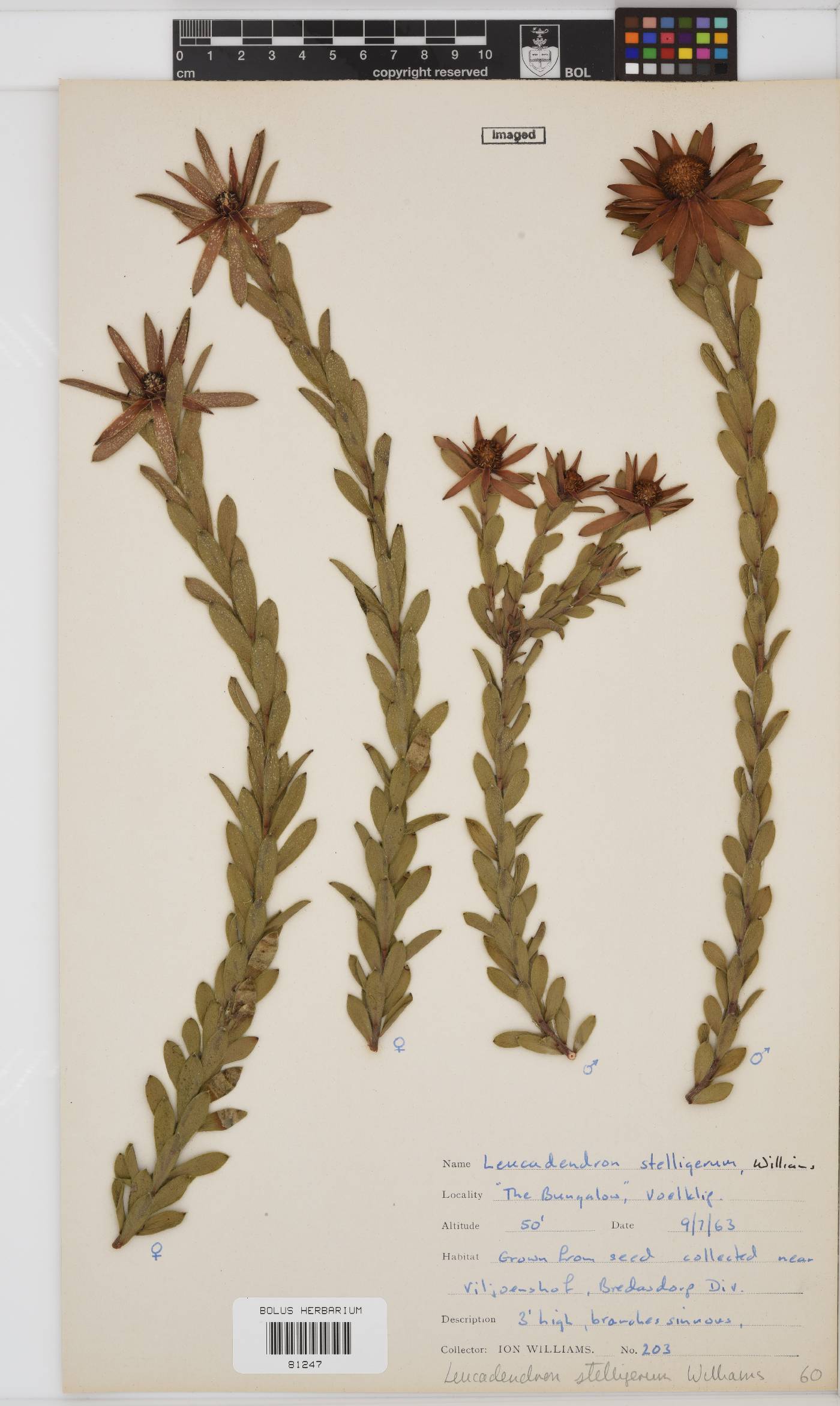 Leucadendron stelligerum image
