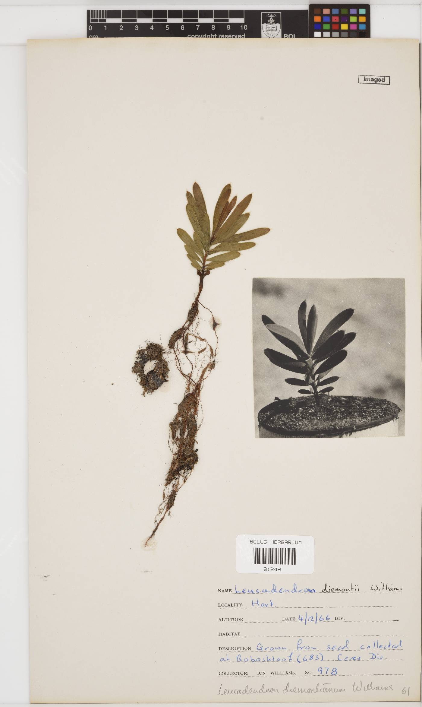 Leucadendron diemontianum image