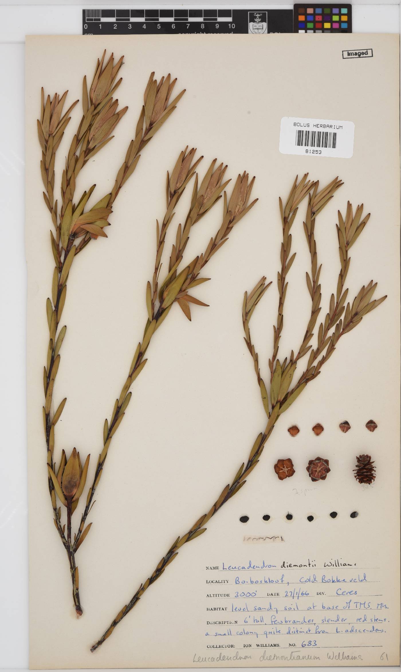 Leucadendron diemontianum image