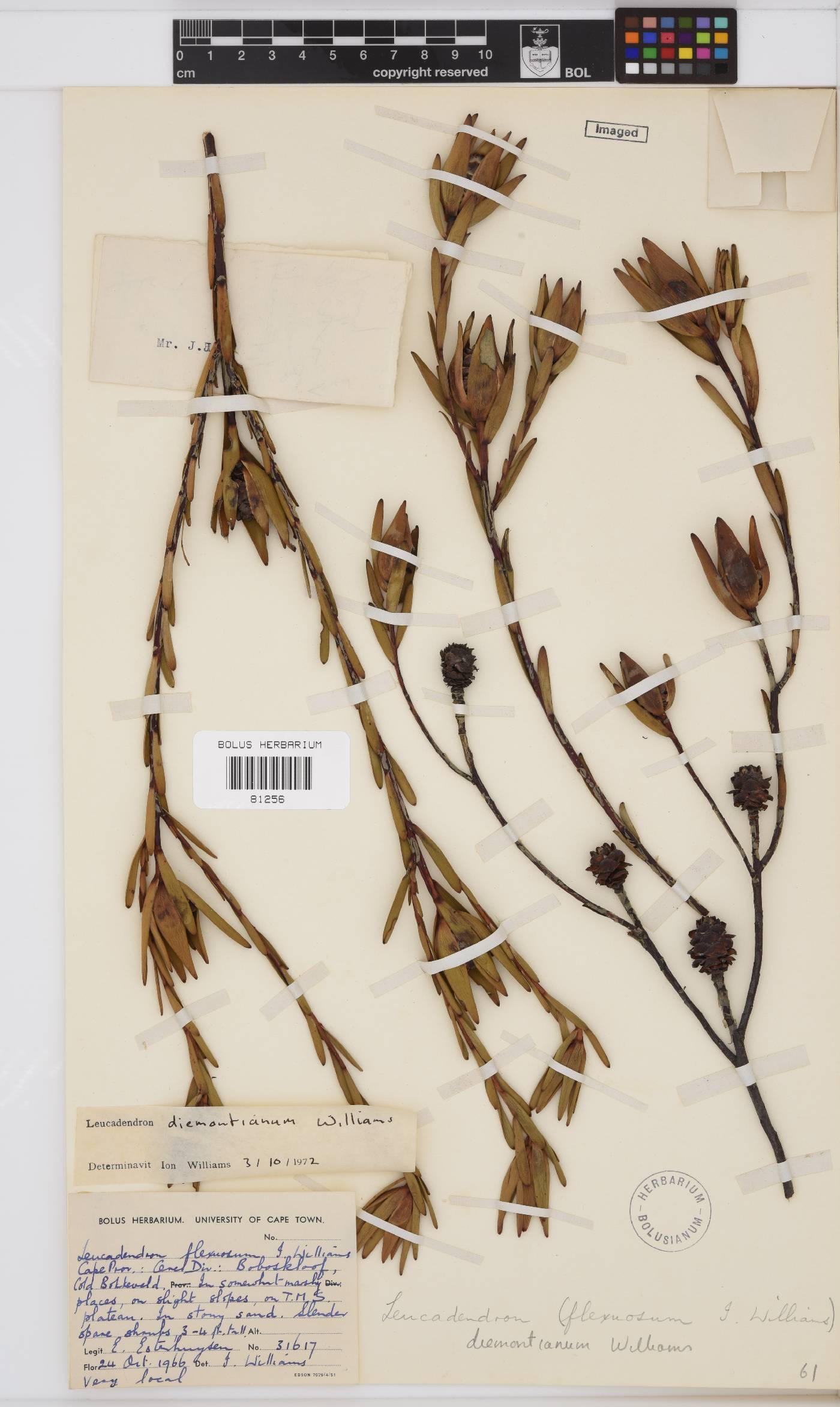 Leucadendron diemontianum image