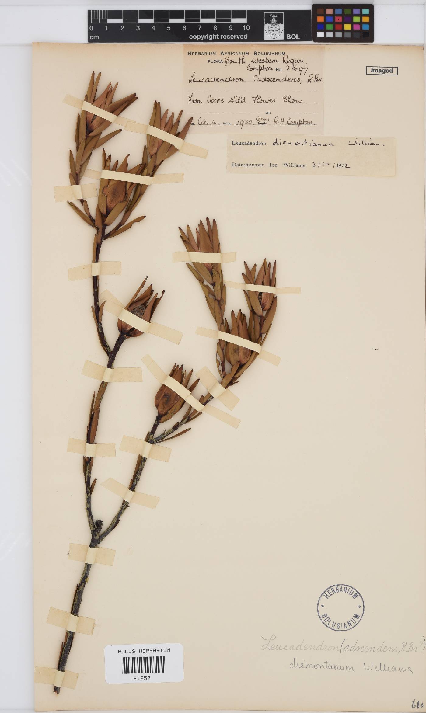 Leucadendron diemontianum image