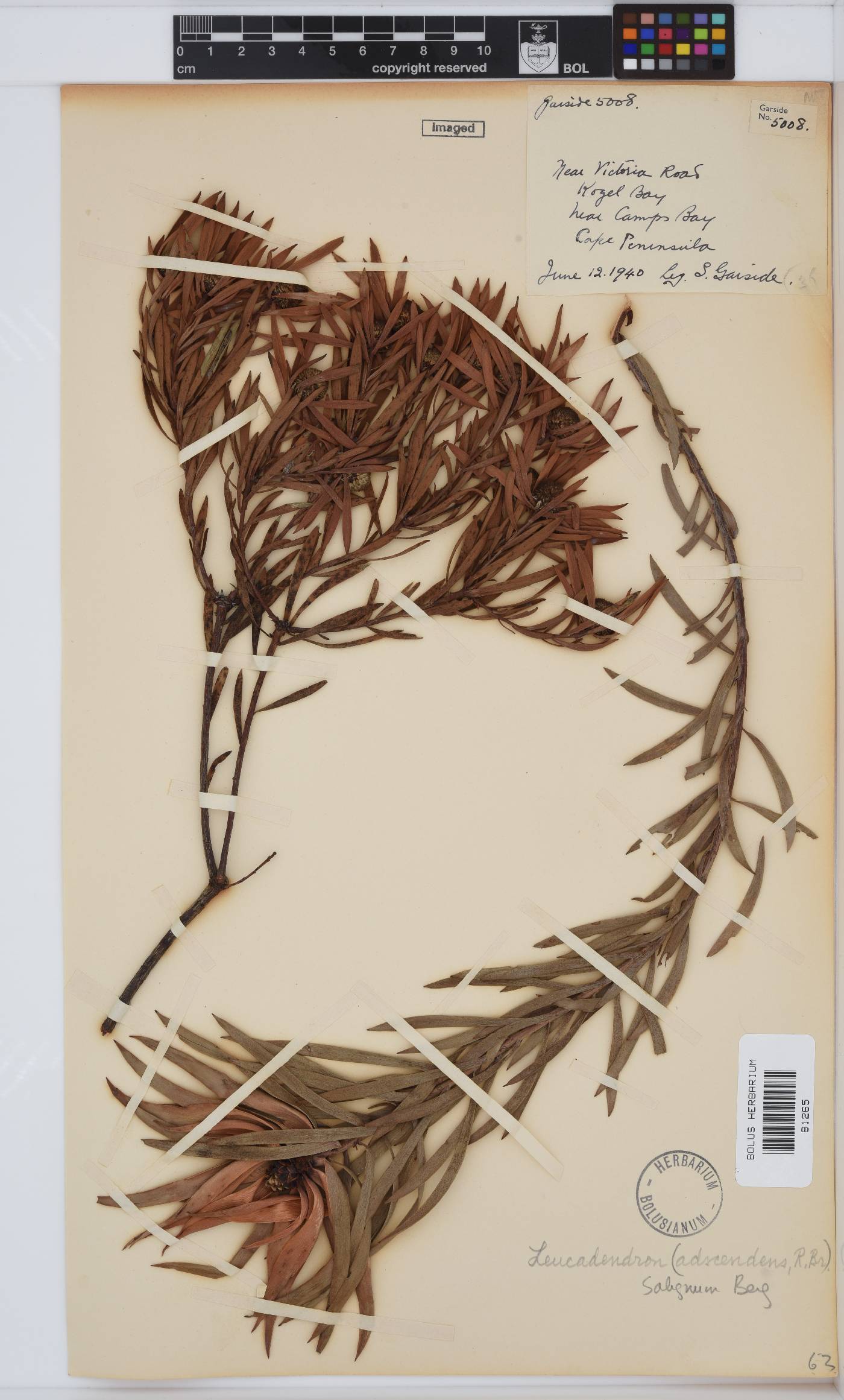 Leucadendron salignum image