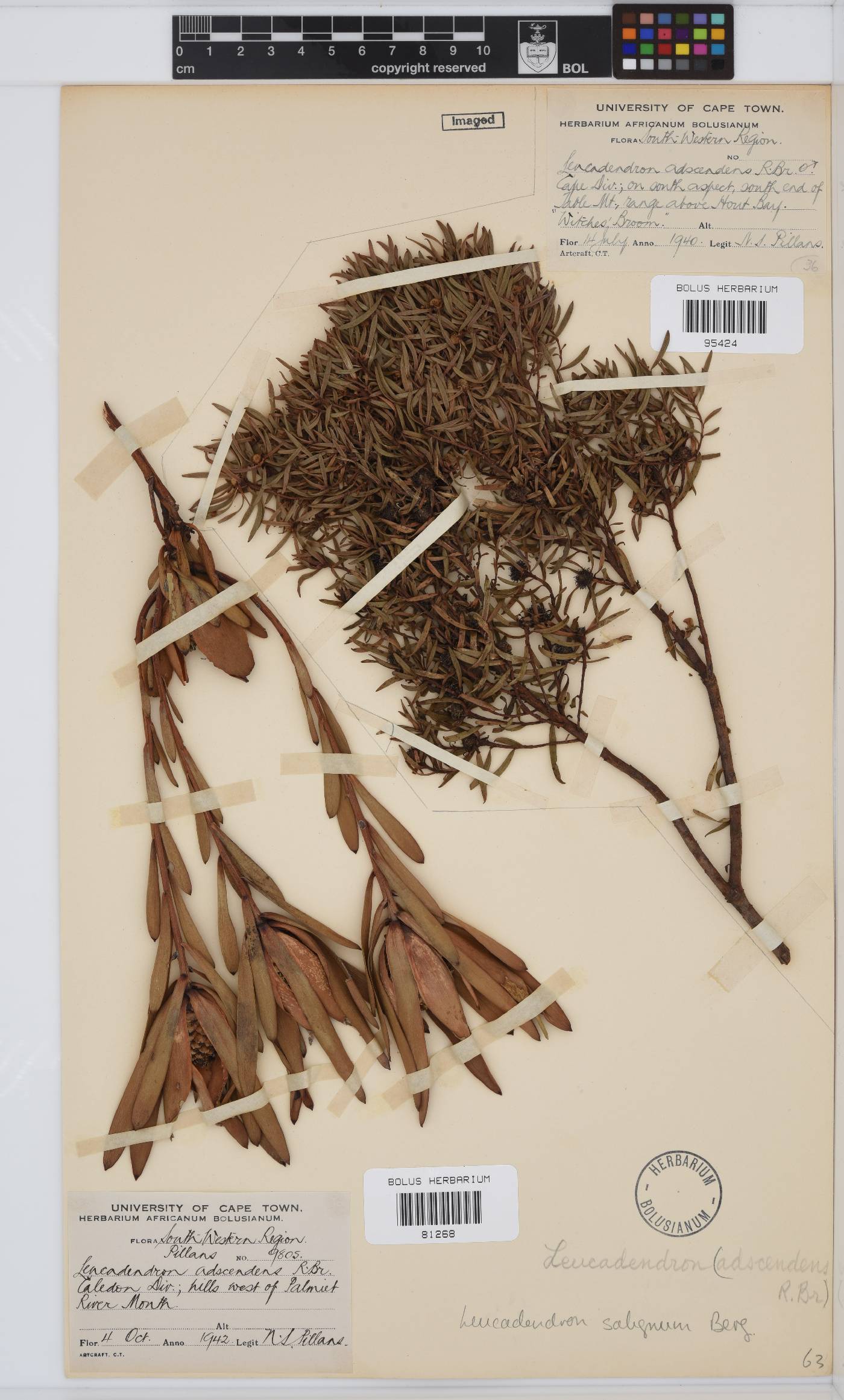 Leucadendron salignum image