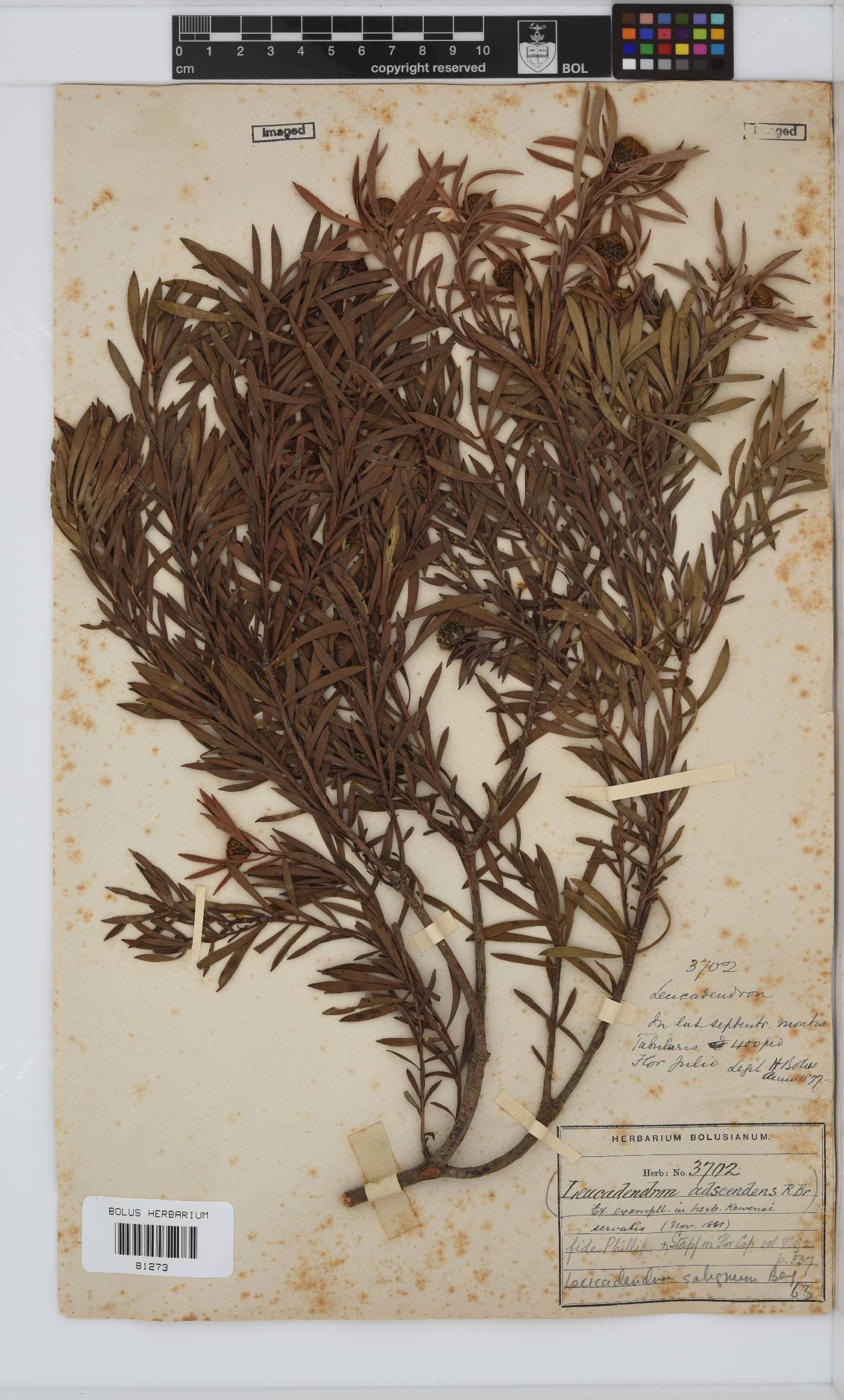 Leucadendron salignum image