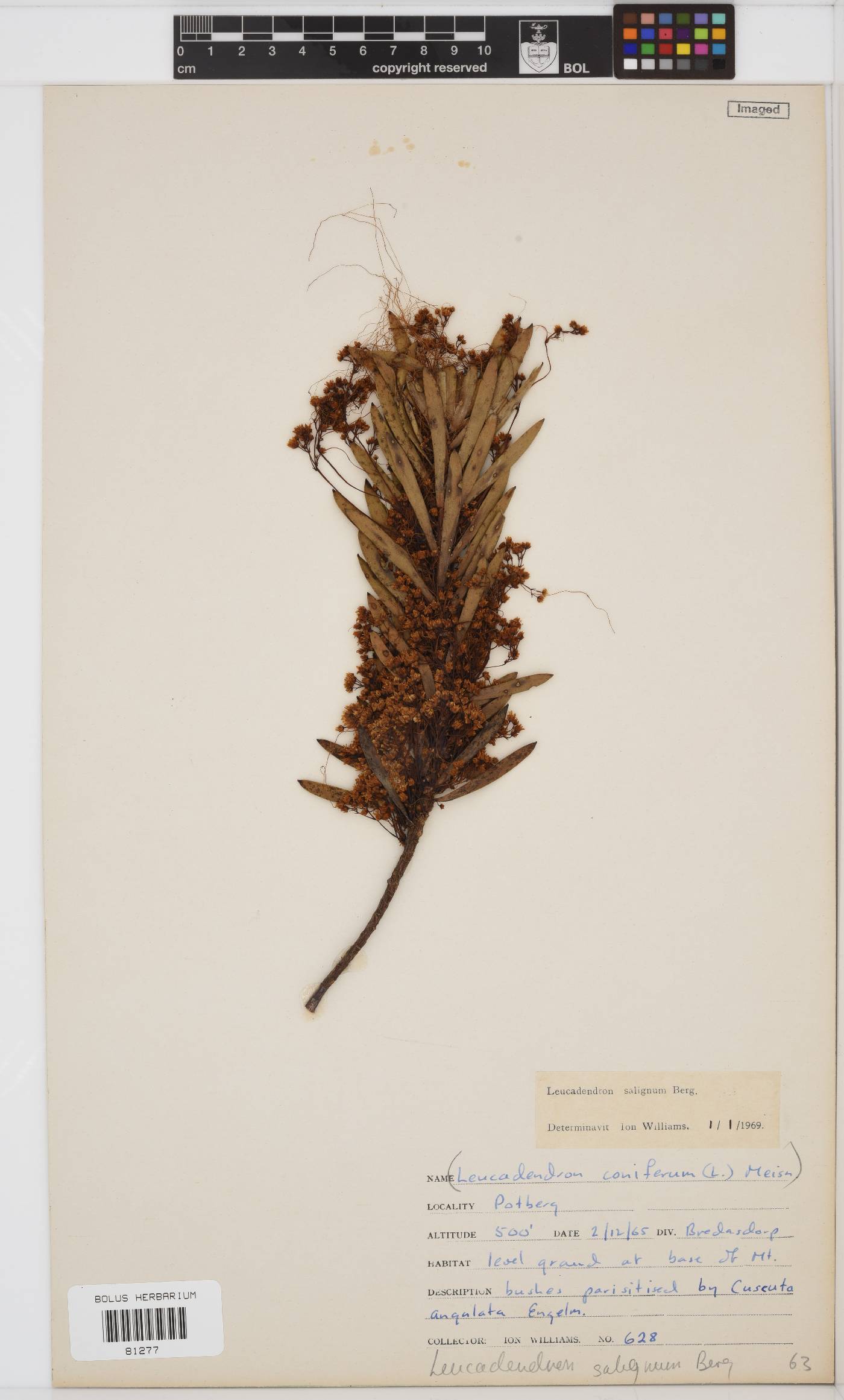 Leucadendron salignum image
