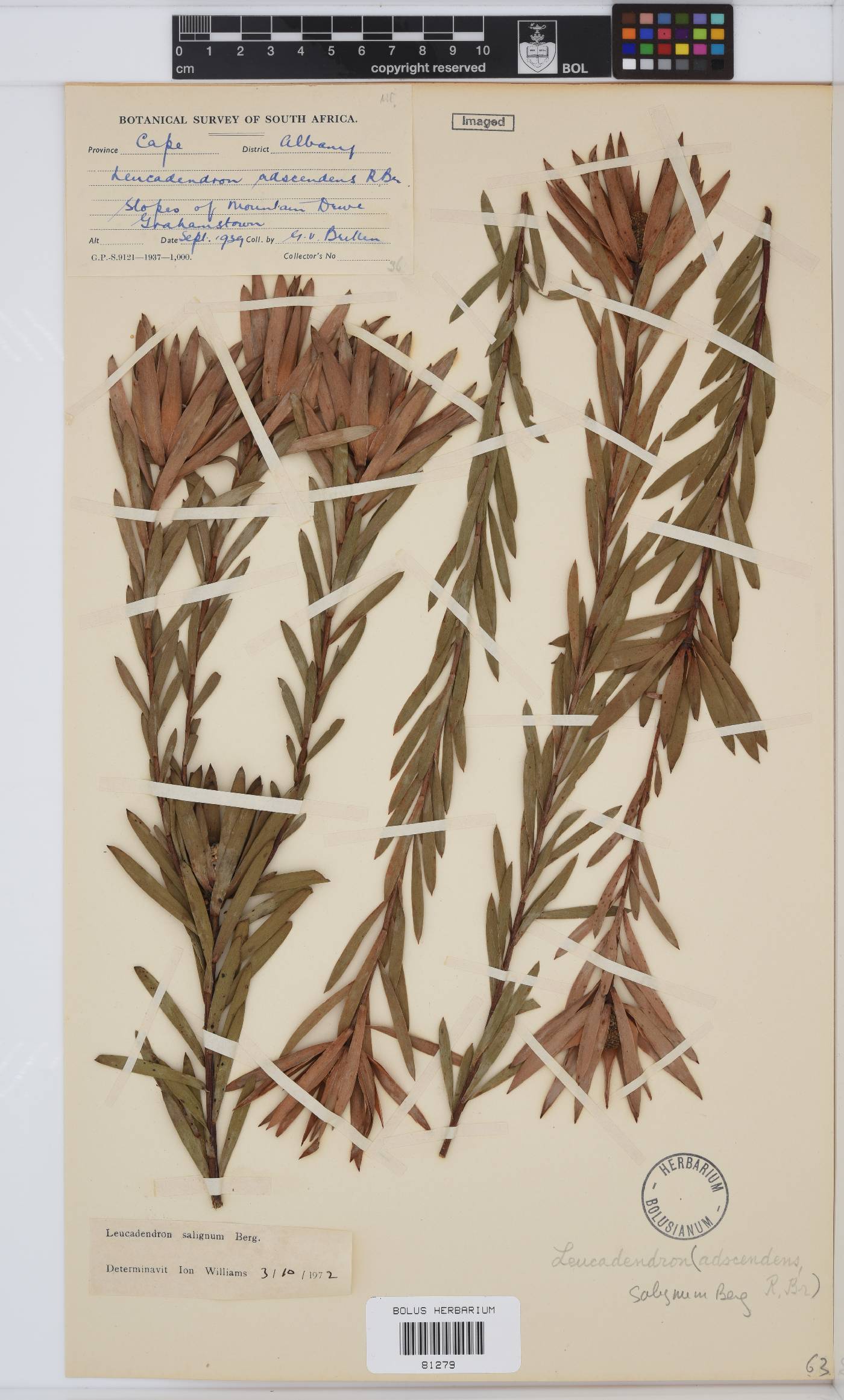Leucadendron salignum image