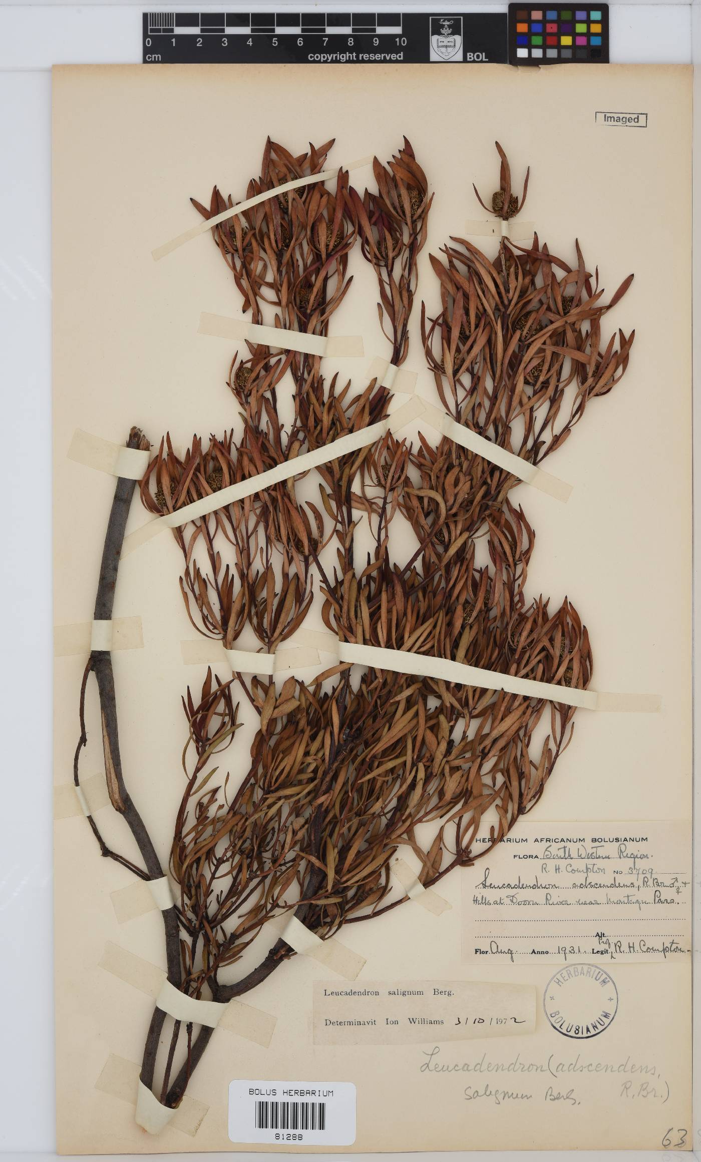 Leucadendron salignum image