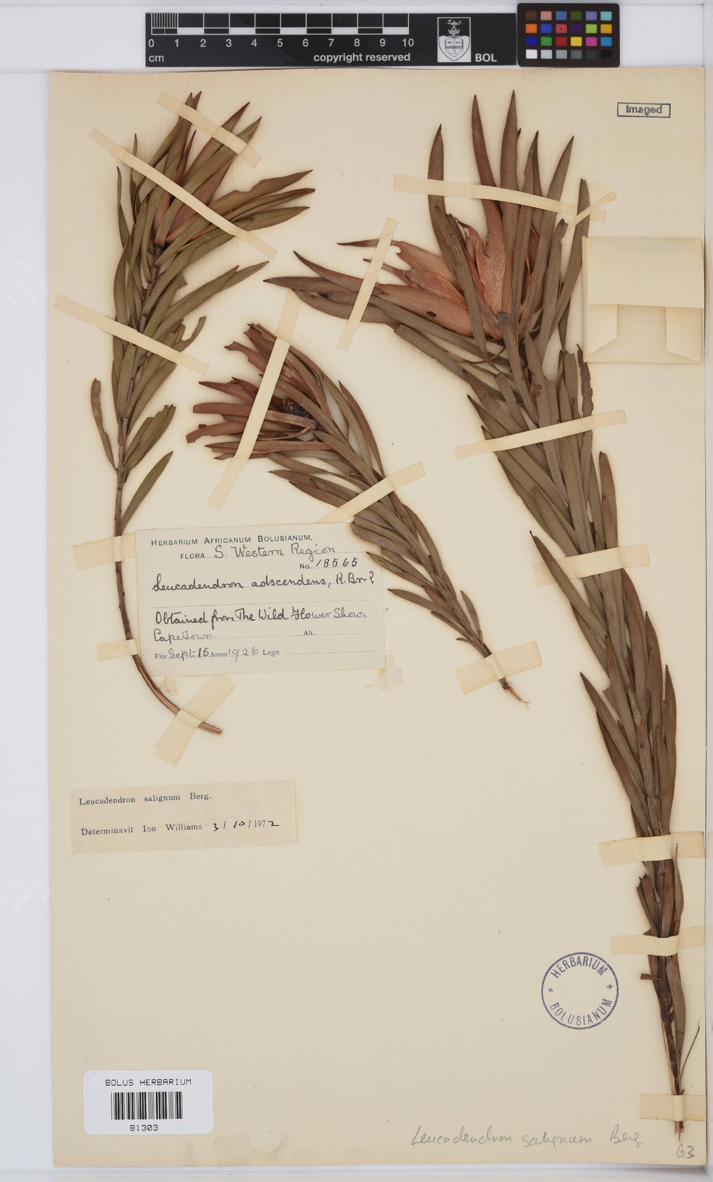 Leucadendron salignum image