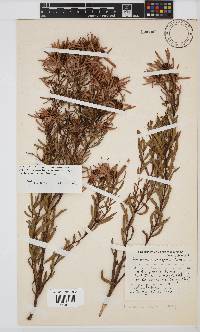 Leucadendron salignum image