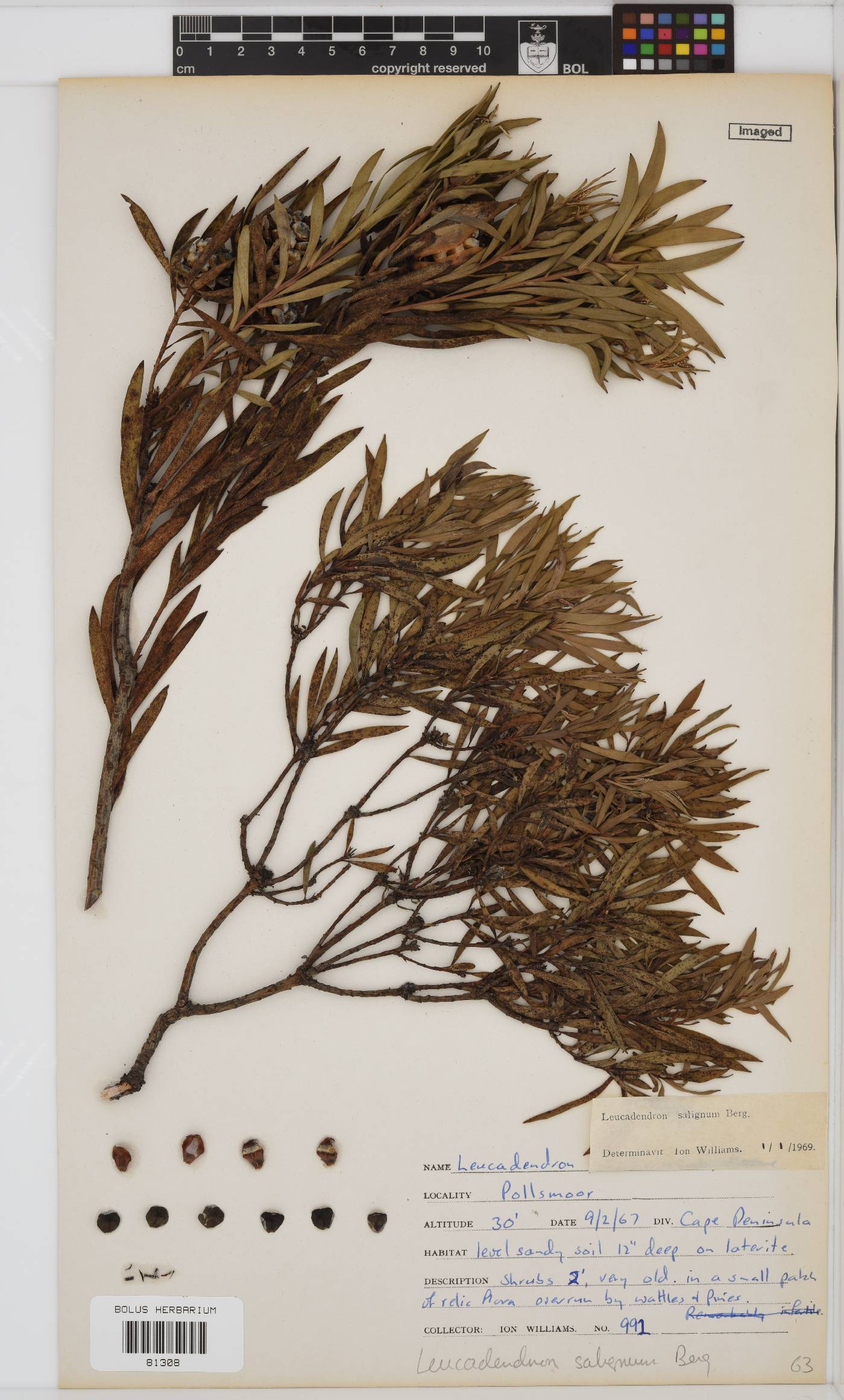 Leucadendron salignum image