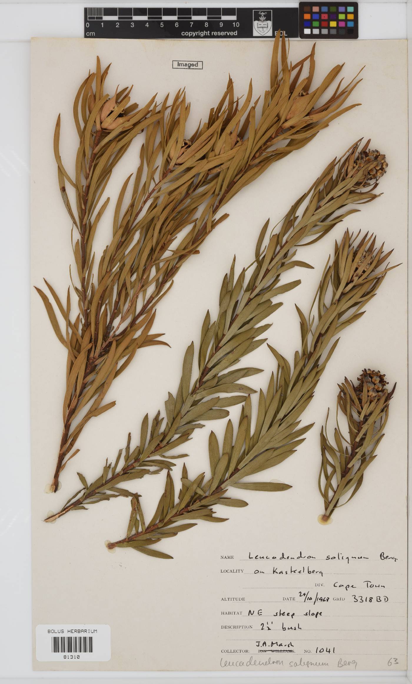 Leucadendron salignum image