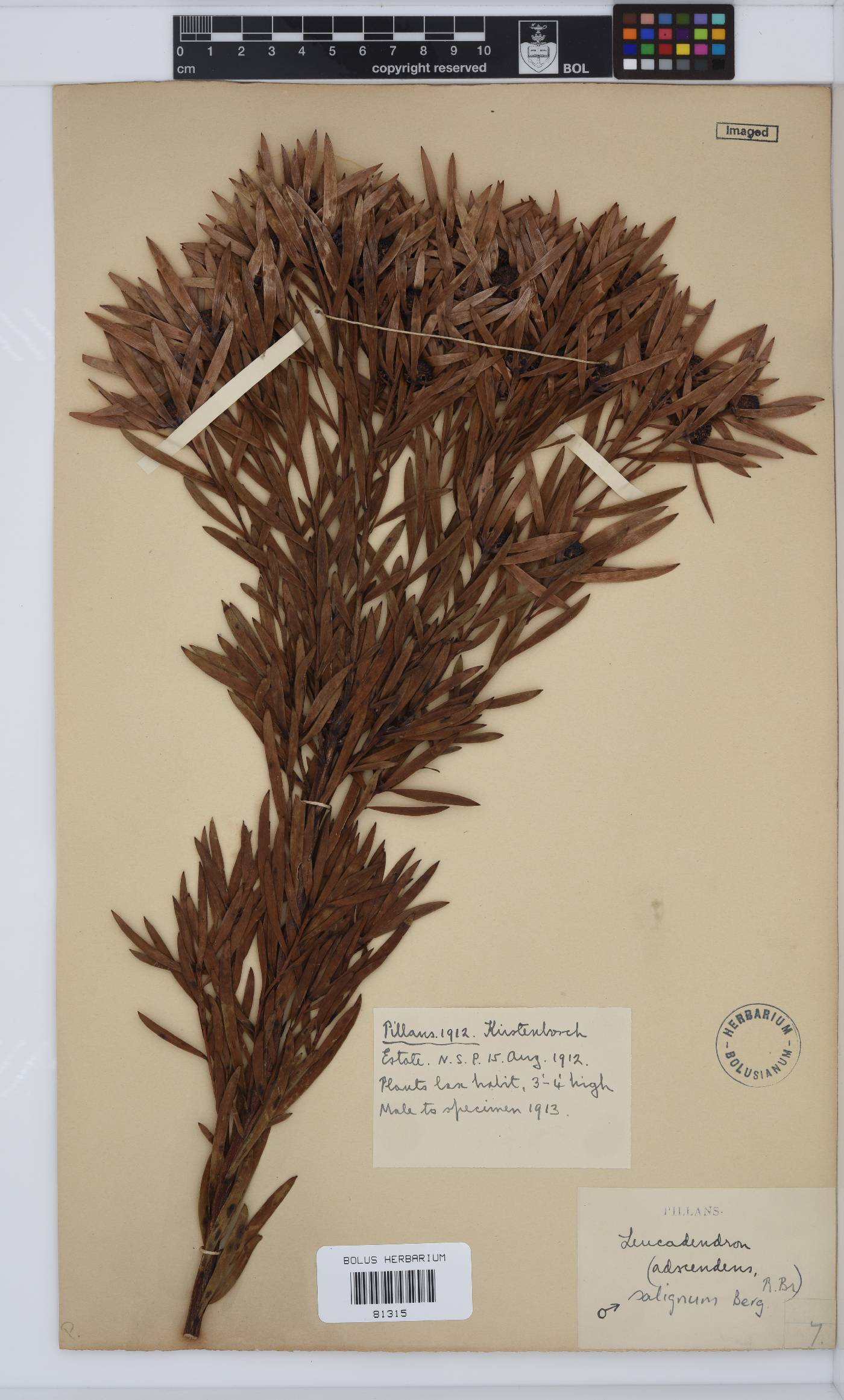 Leucadendron salignum image