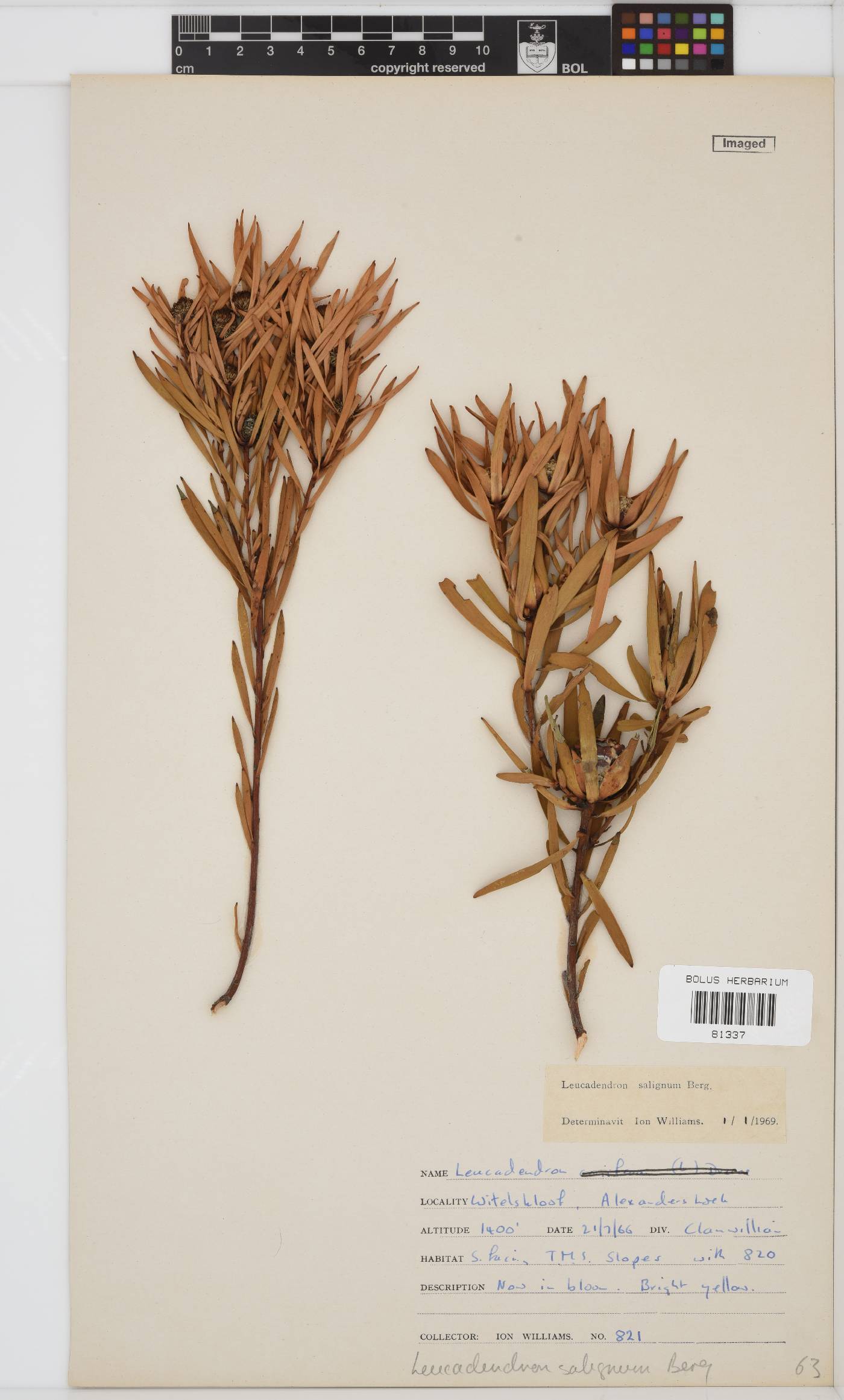 Leucadendron salignum image