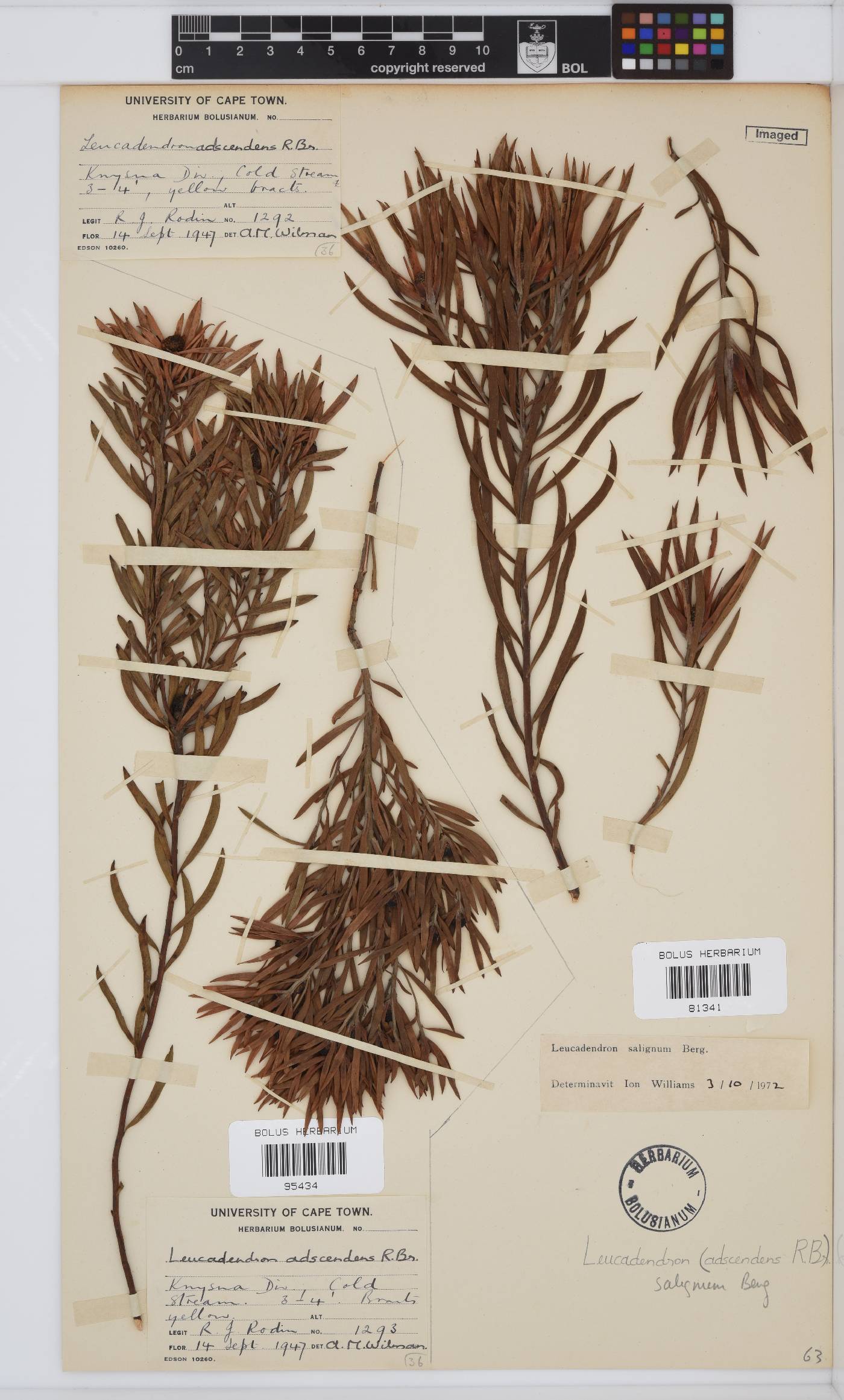 Leucadendron salignum image