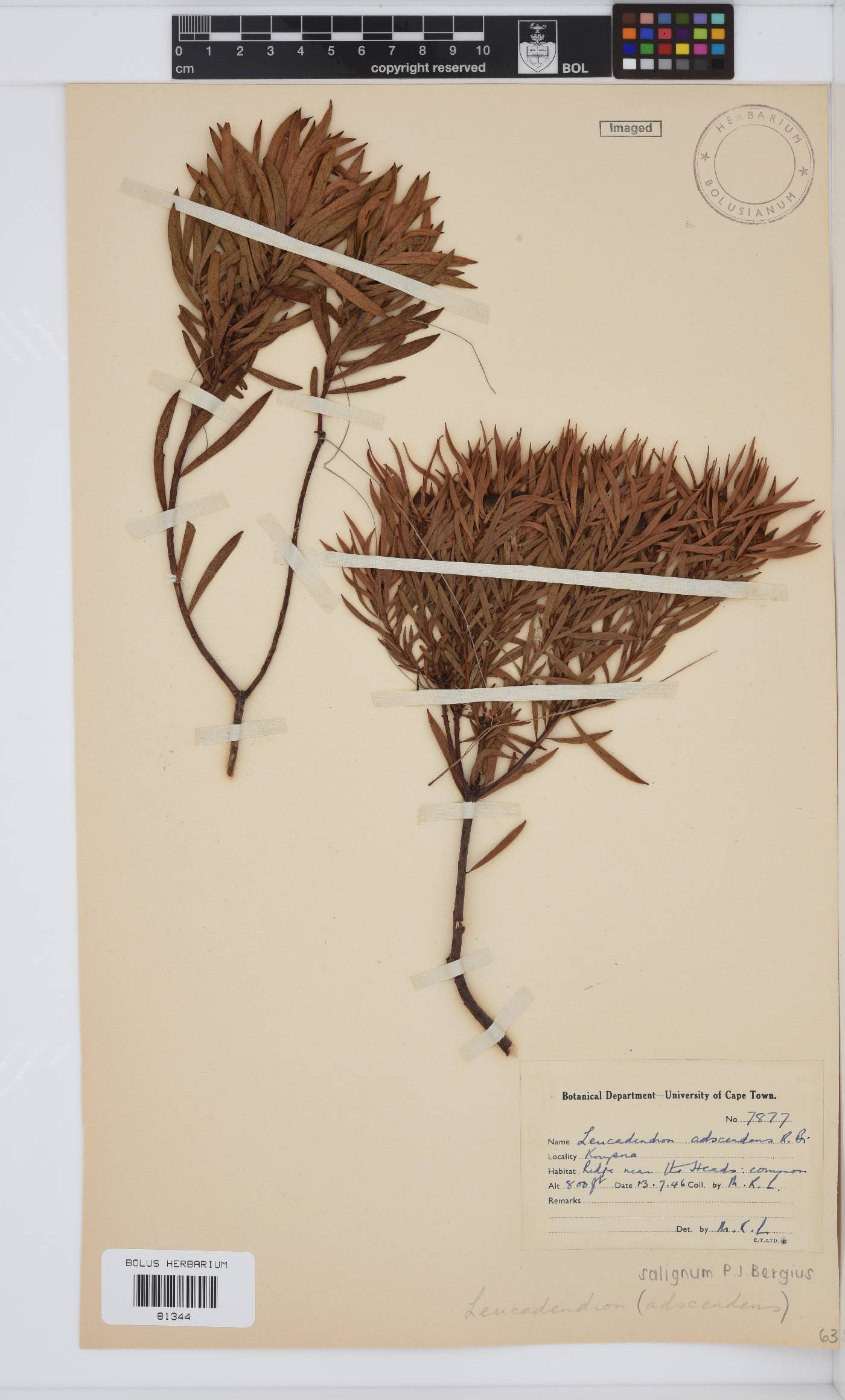 Leucadendron salignum image