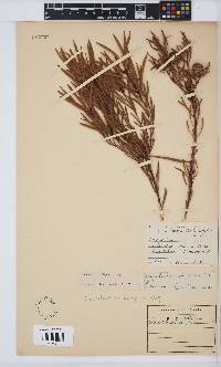 Leucadendron salignum image