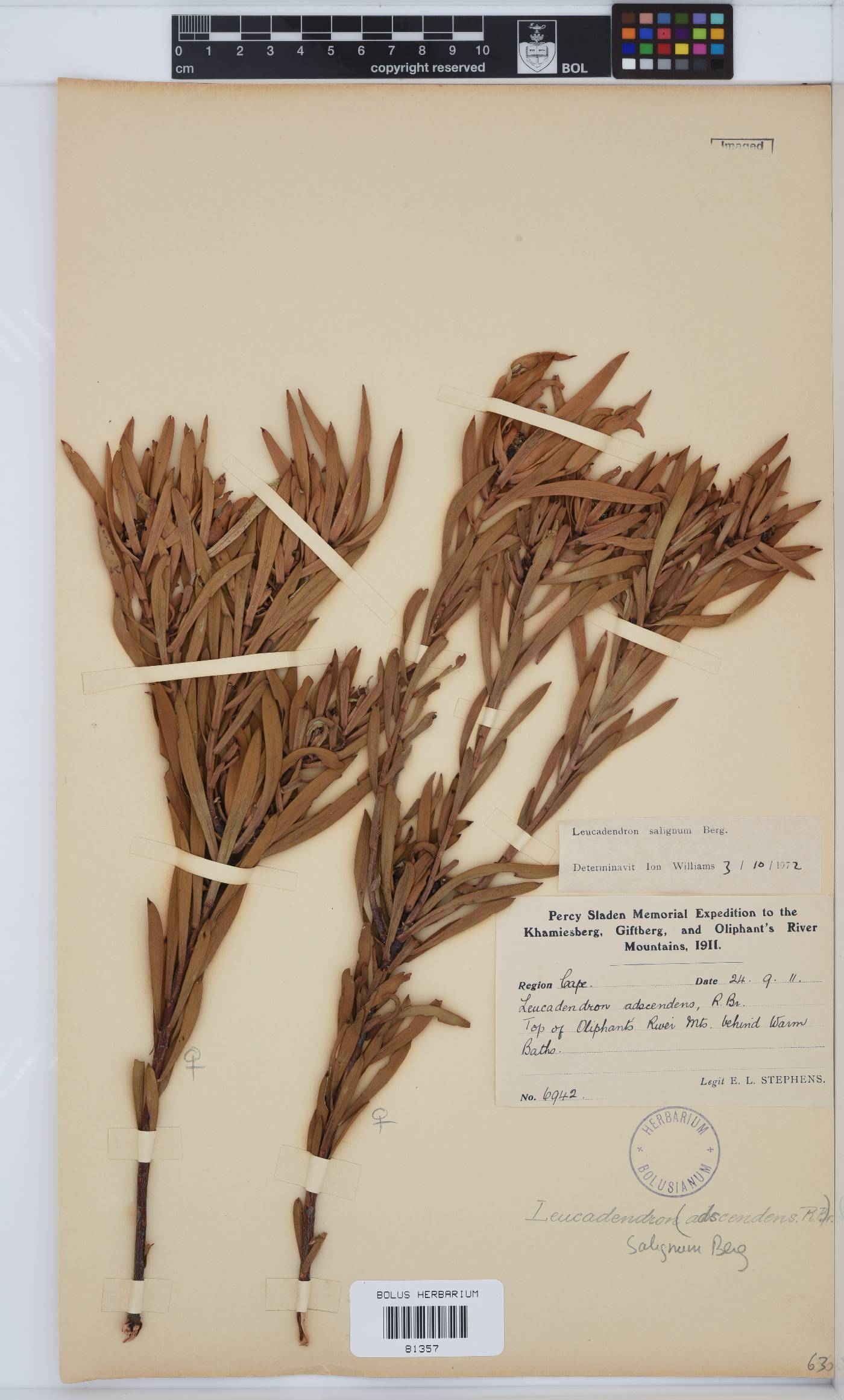 Leucadendron salignum image