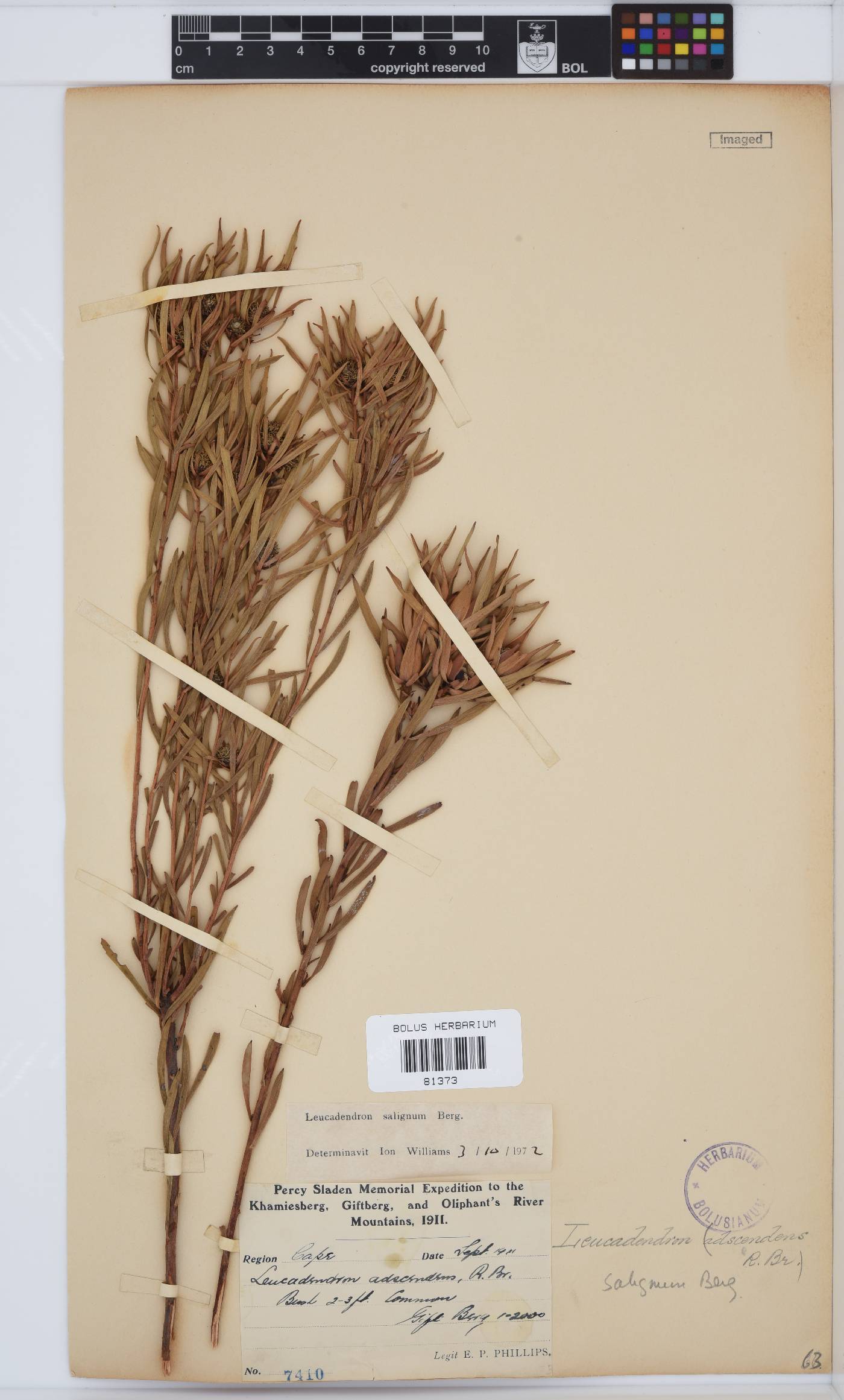 Leucadendron salignum image