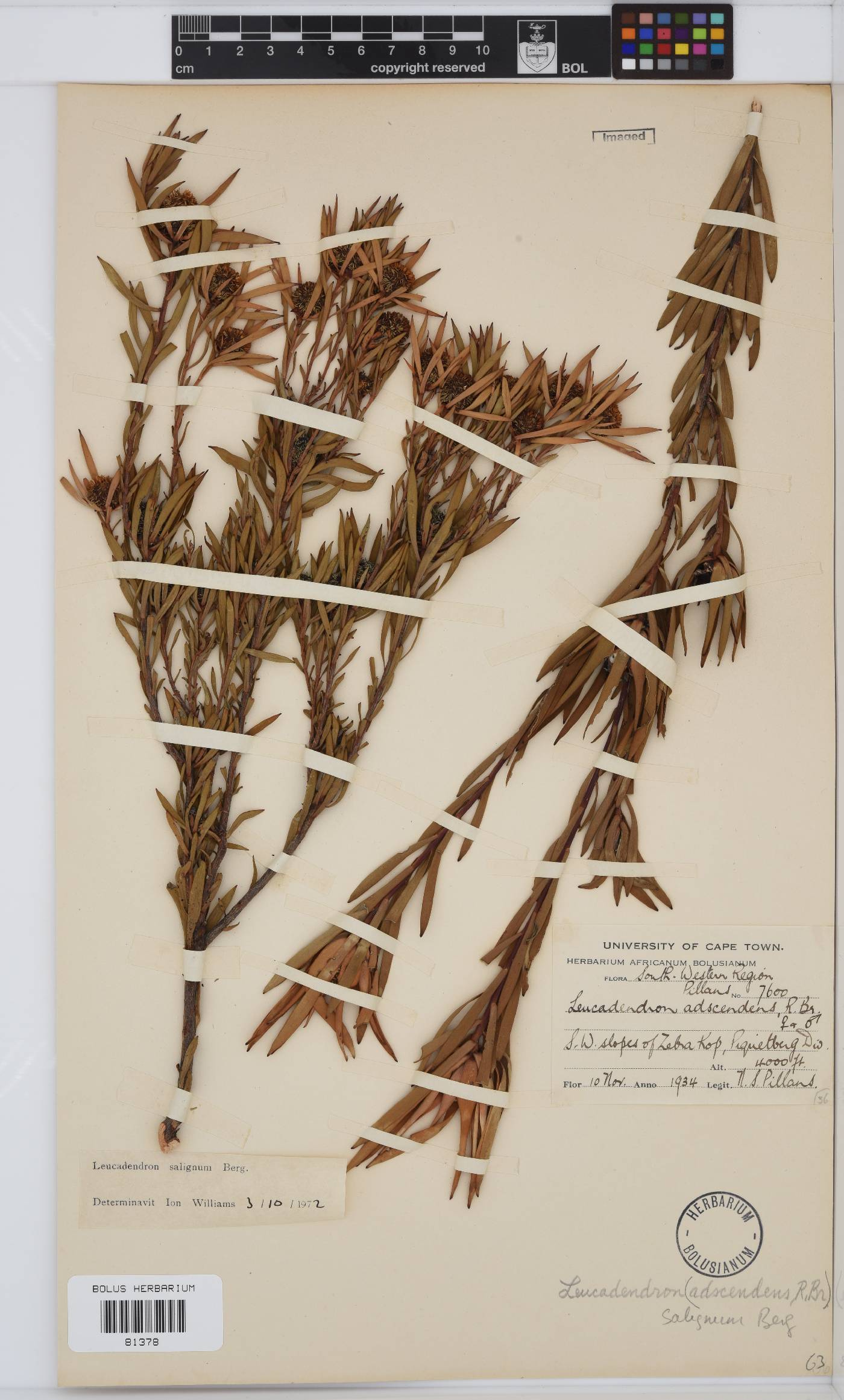 Leucadendron salignum image