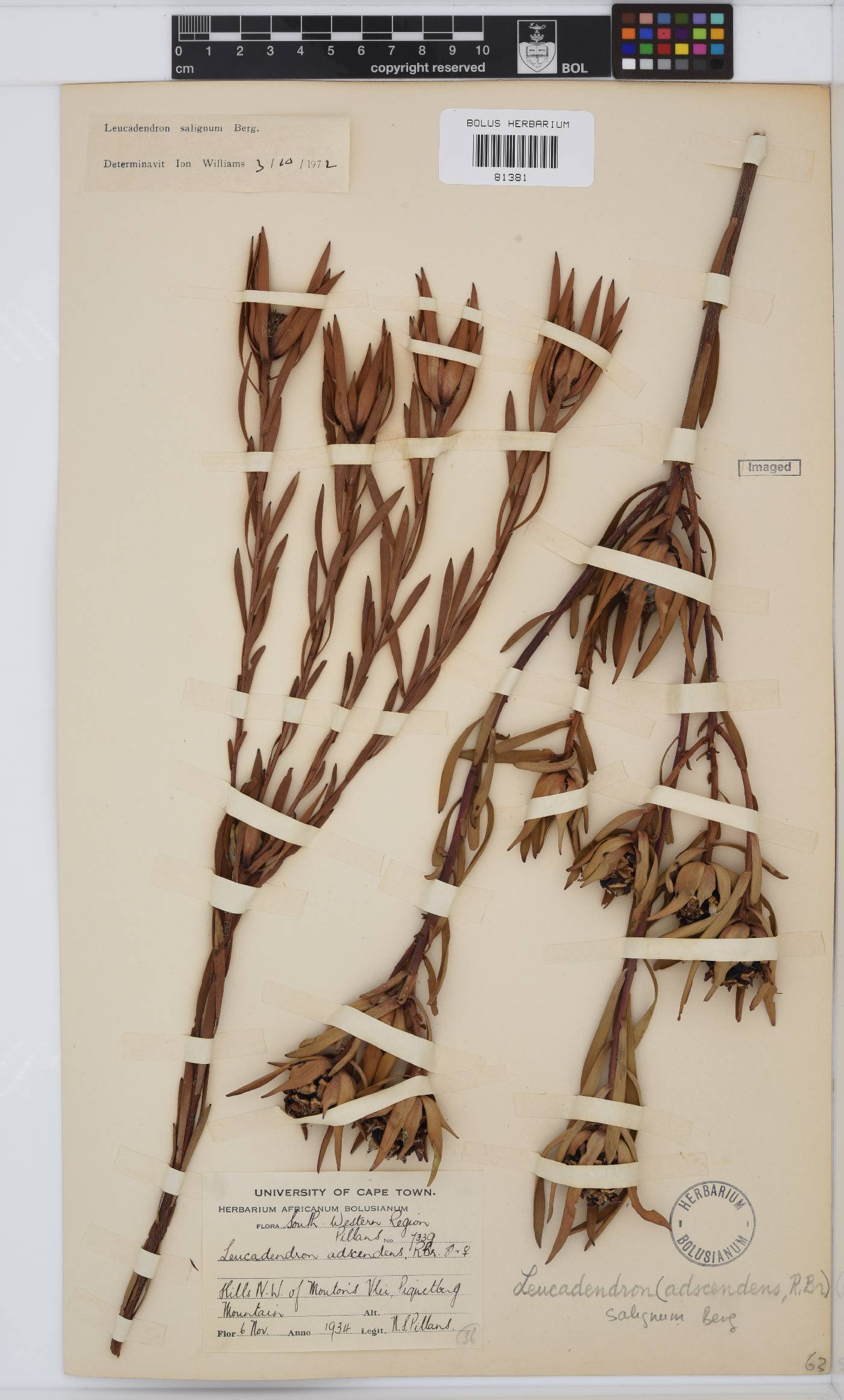 Leucadendron salignum image