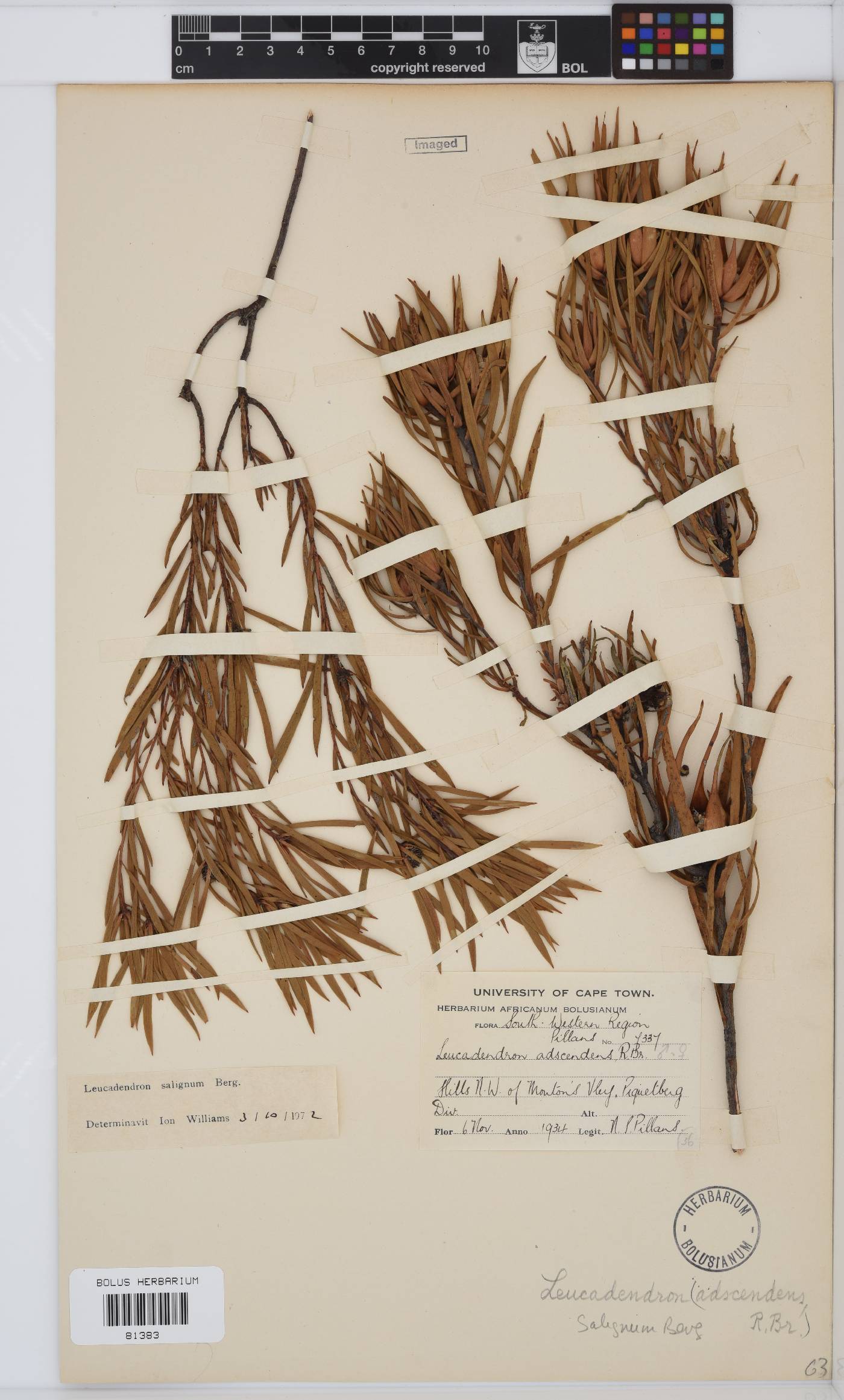 Leucadendron salignum image