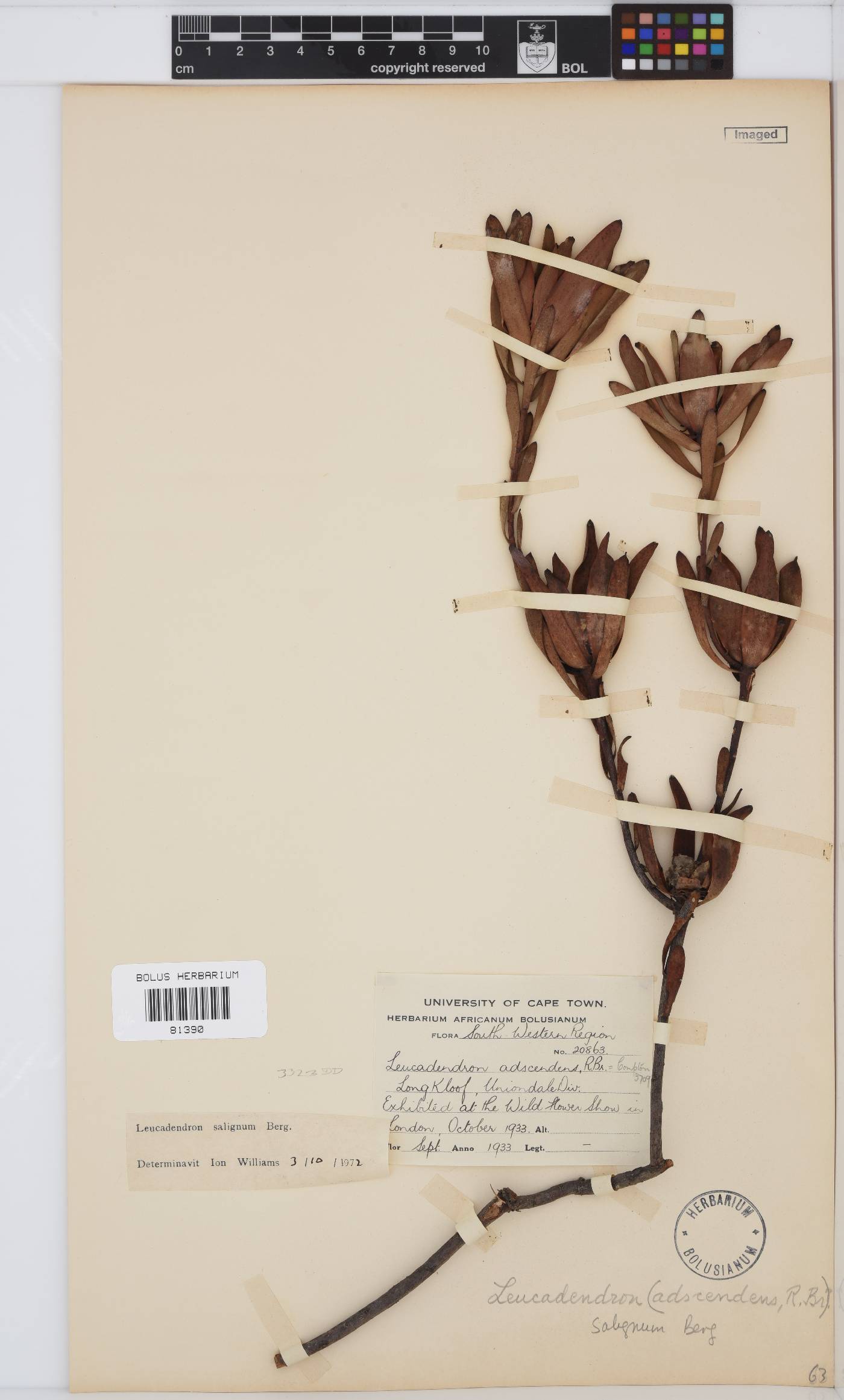 Leucadendron salignum image