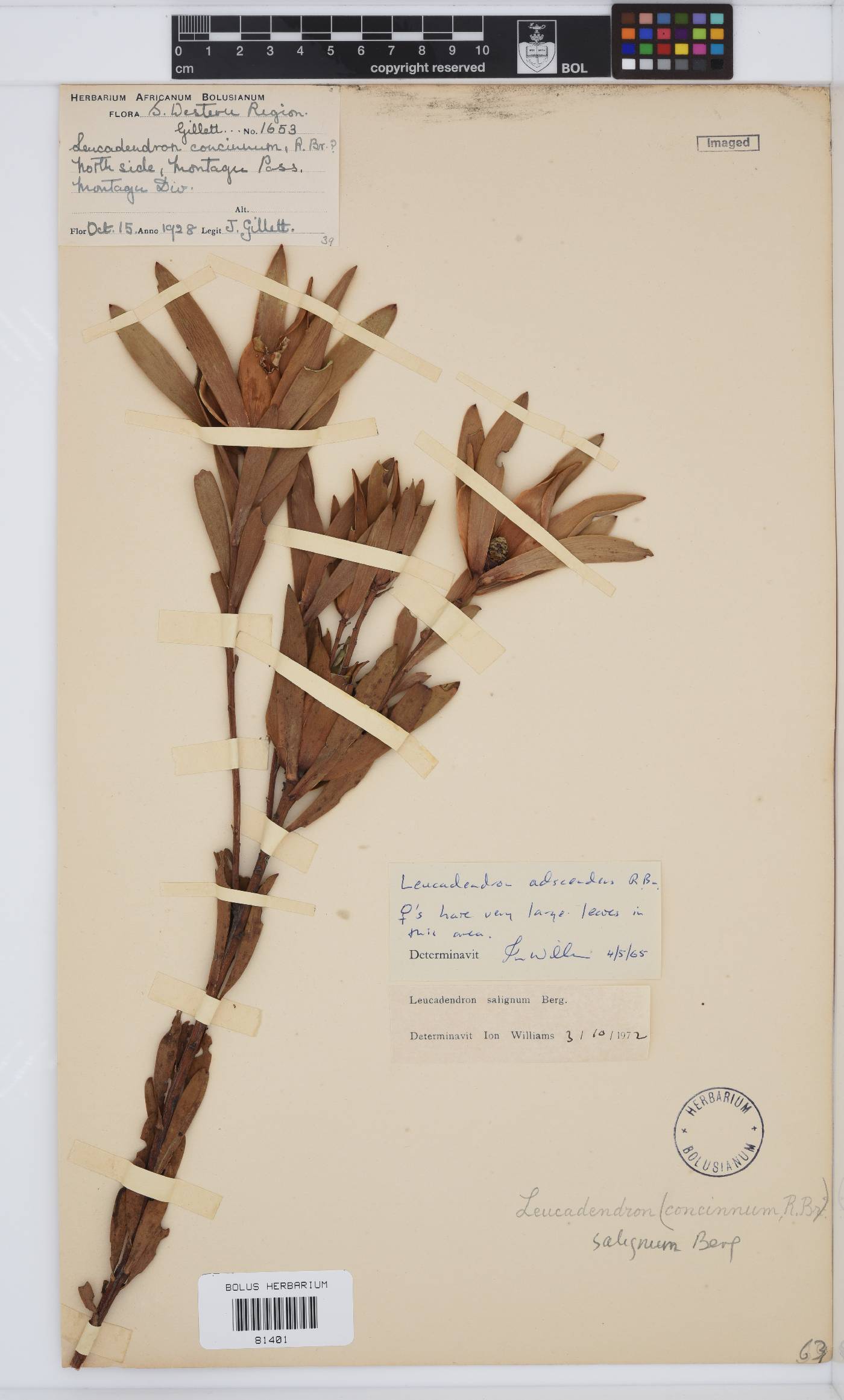 Leucadendron salignum image