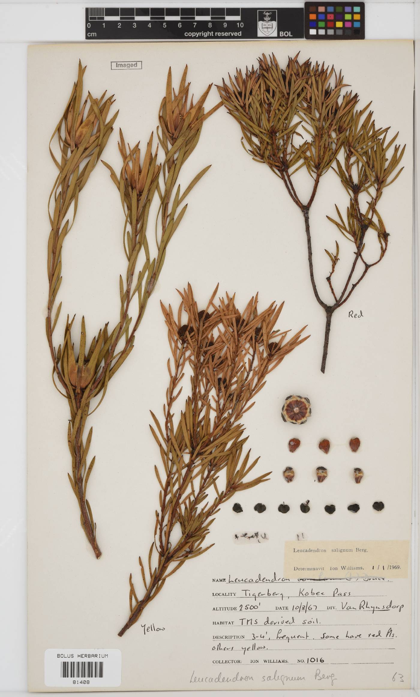 Leucadendron salignum image