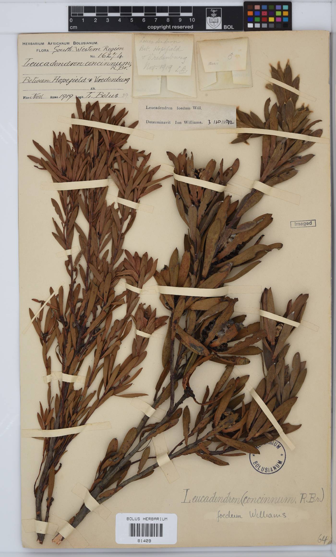 Leucadendron foedum image