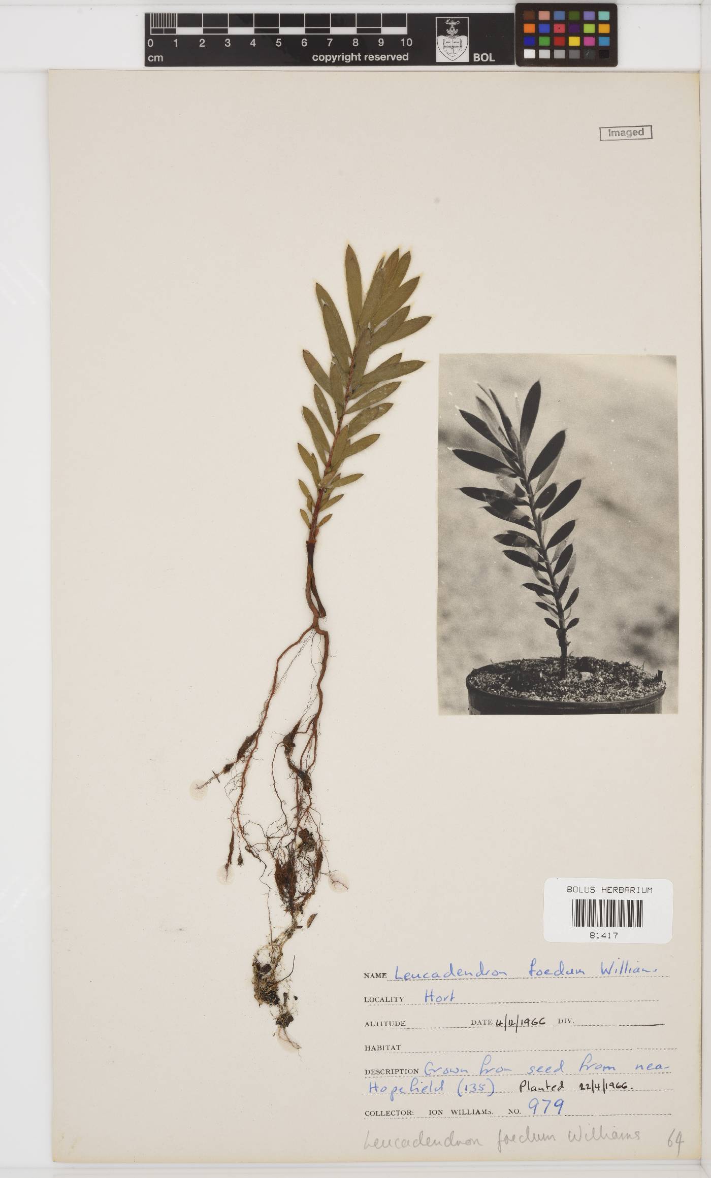 Leucadendron foedum image