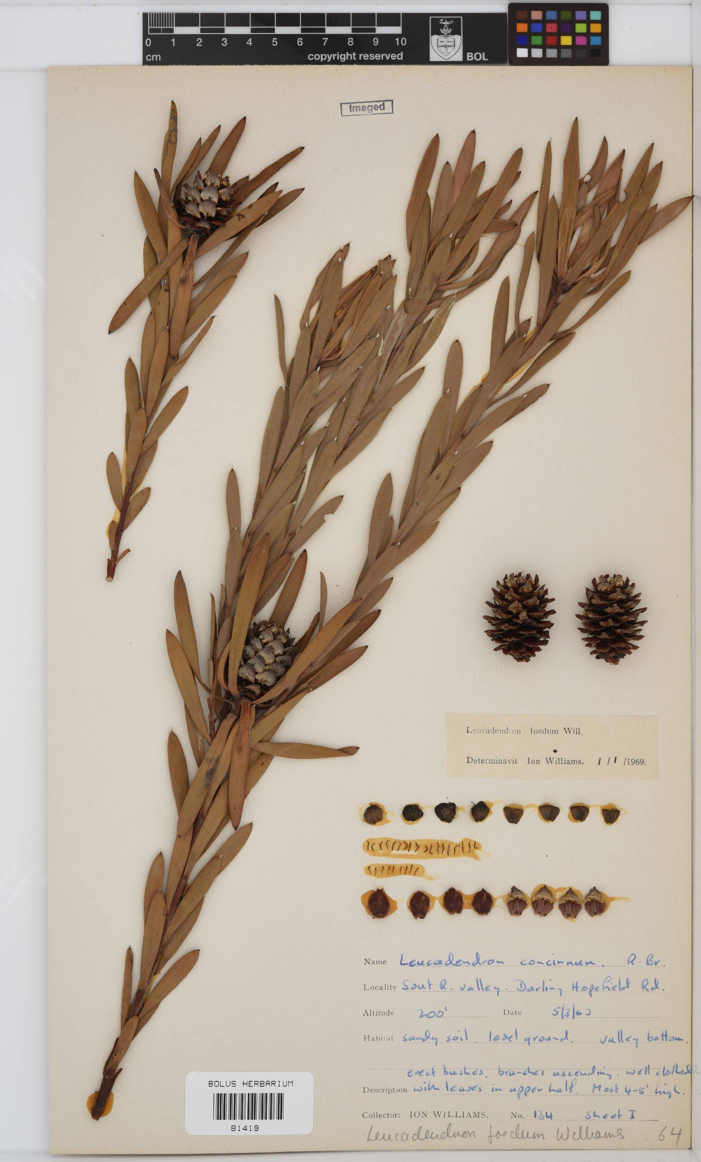 Leucadendron foedum image