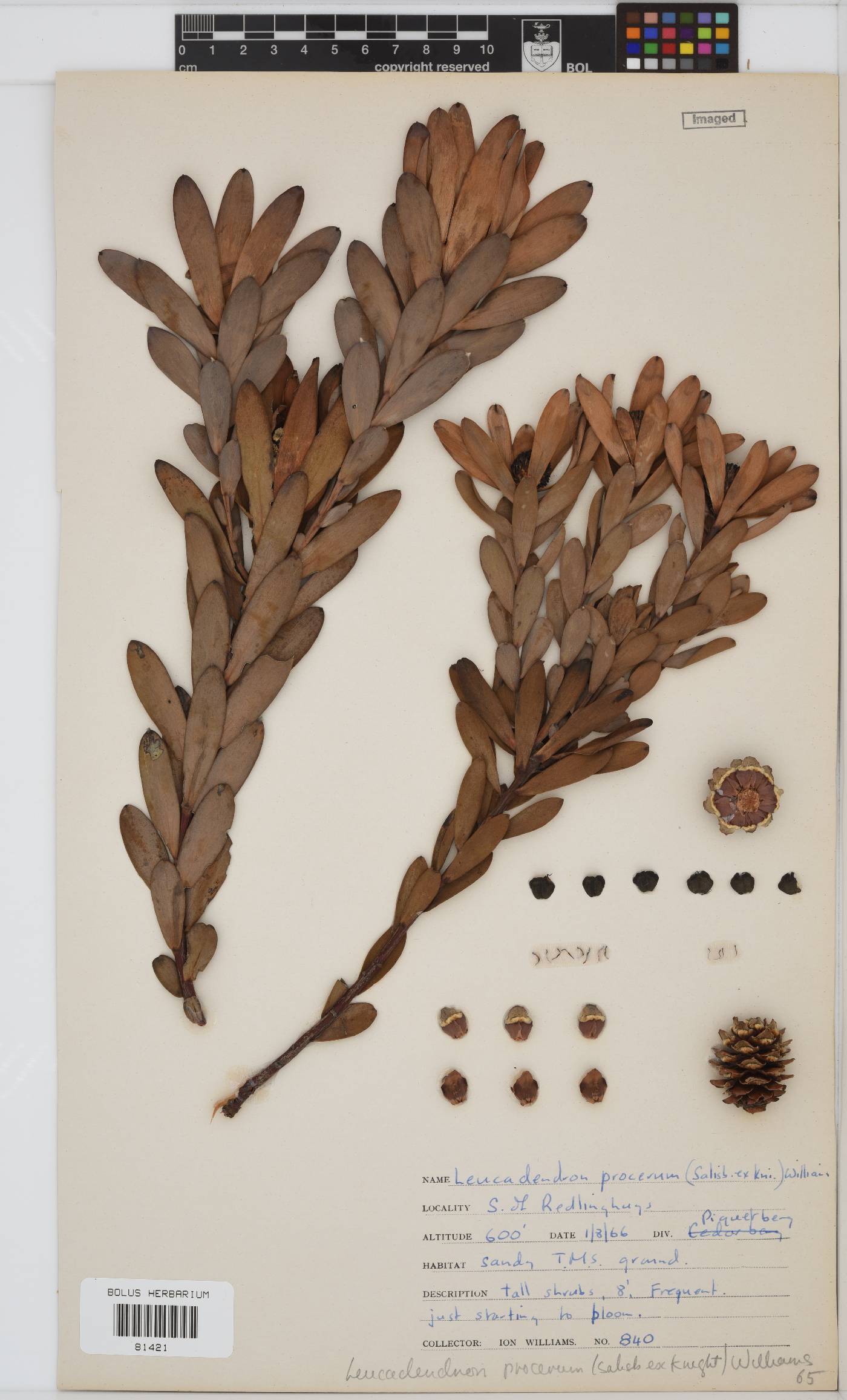 Leucadendron procerum image