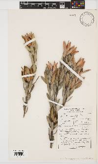 Leucadendron procerum image