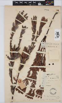 Leucadendron procerum image