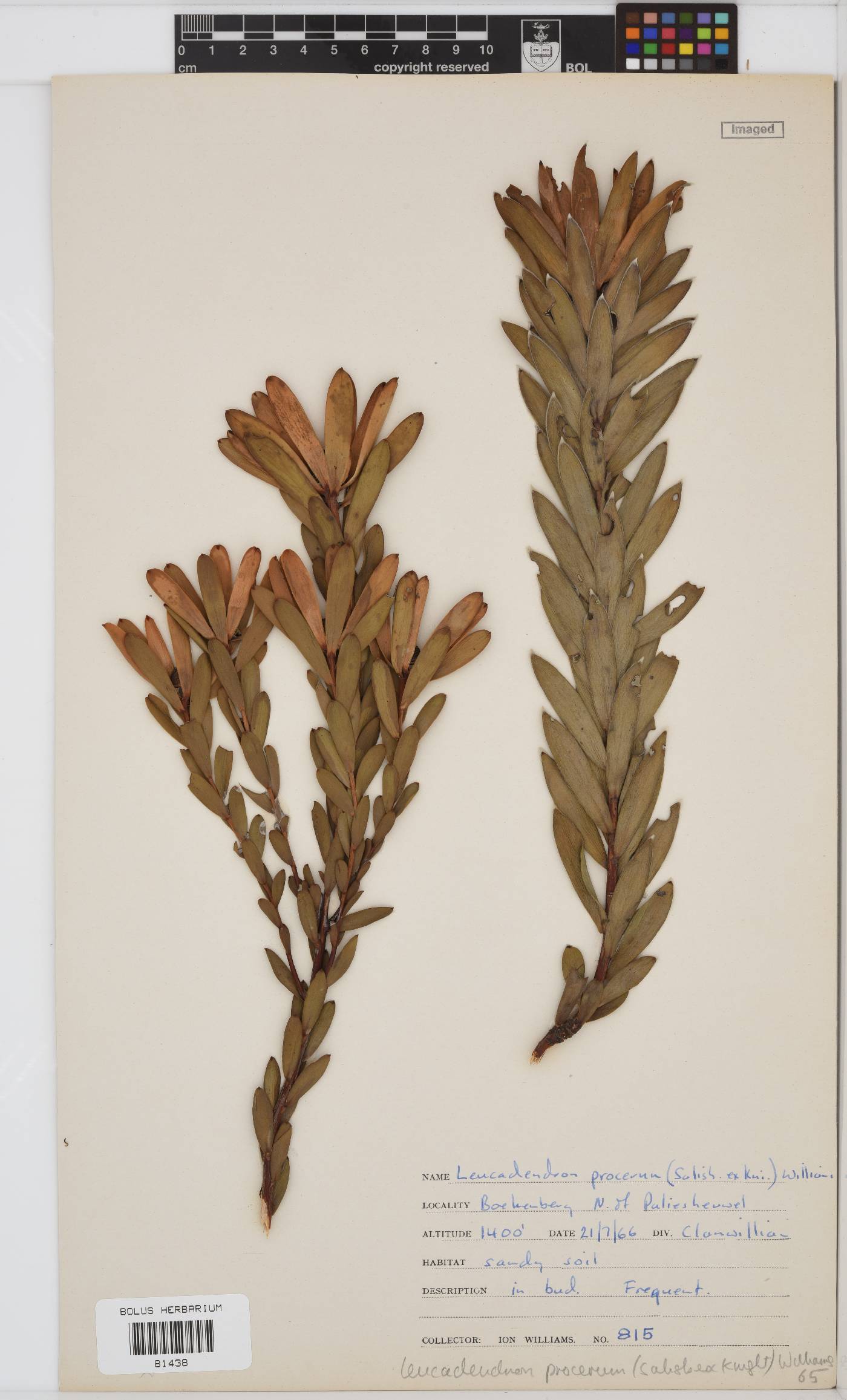 Leucadendron procerum image