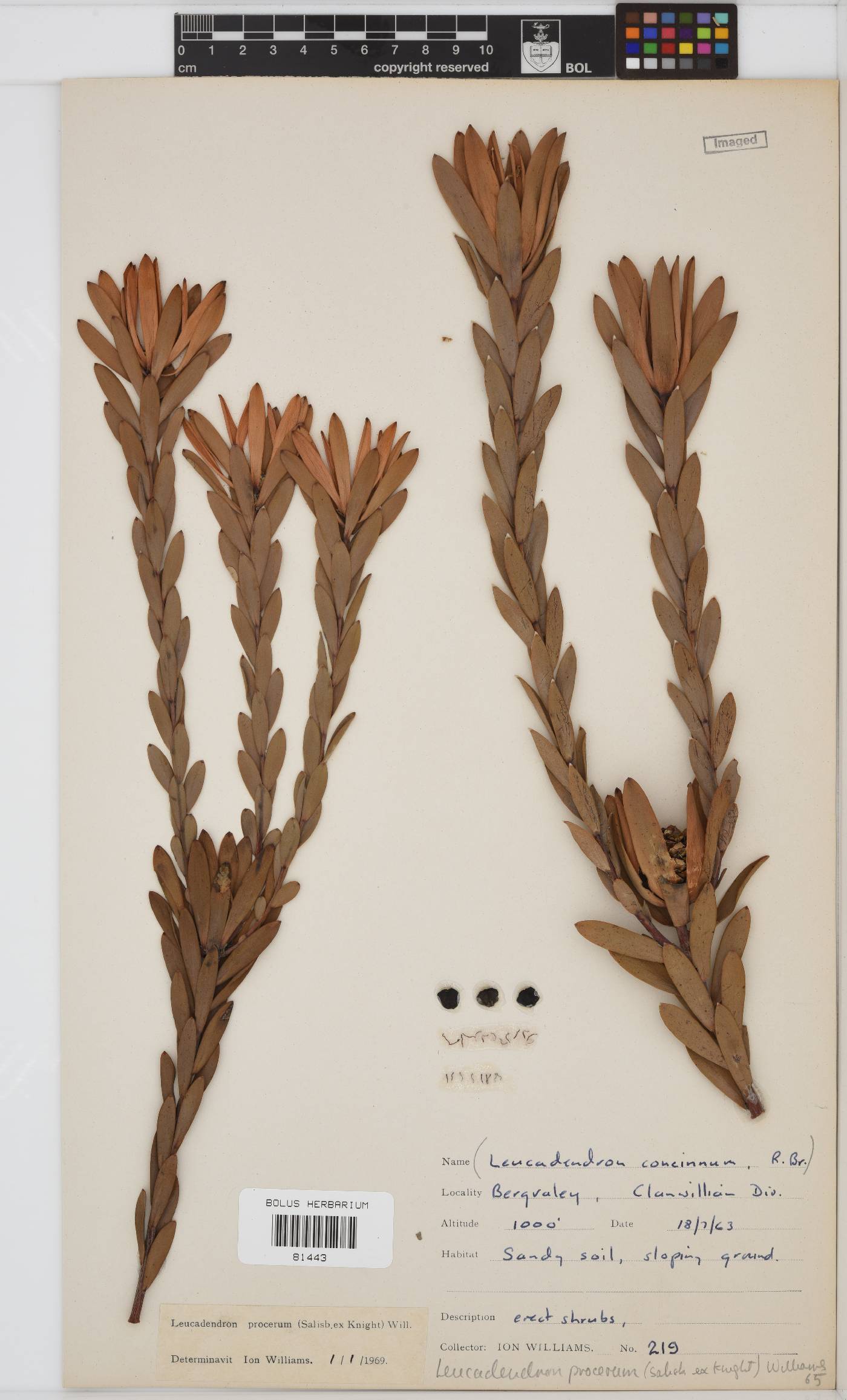 Leucadendron procerum image