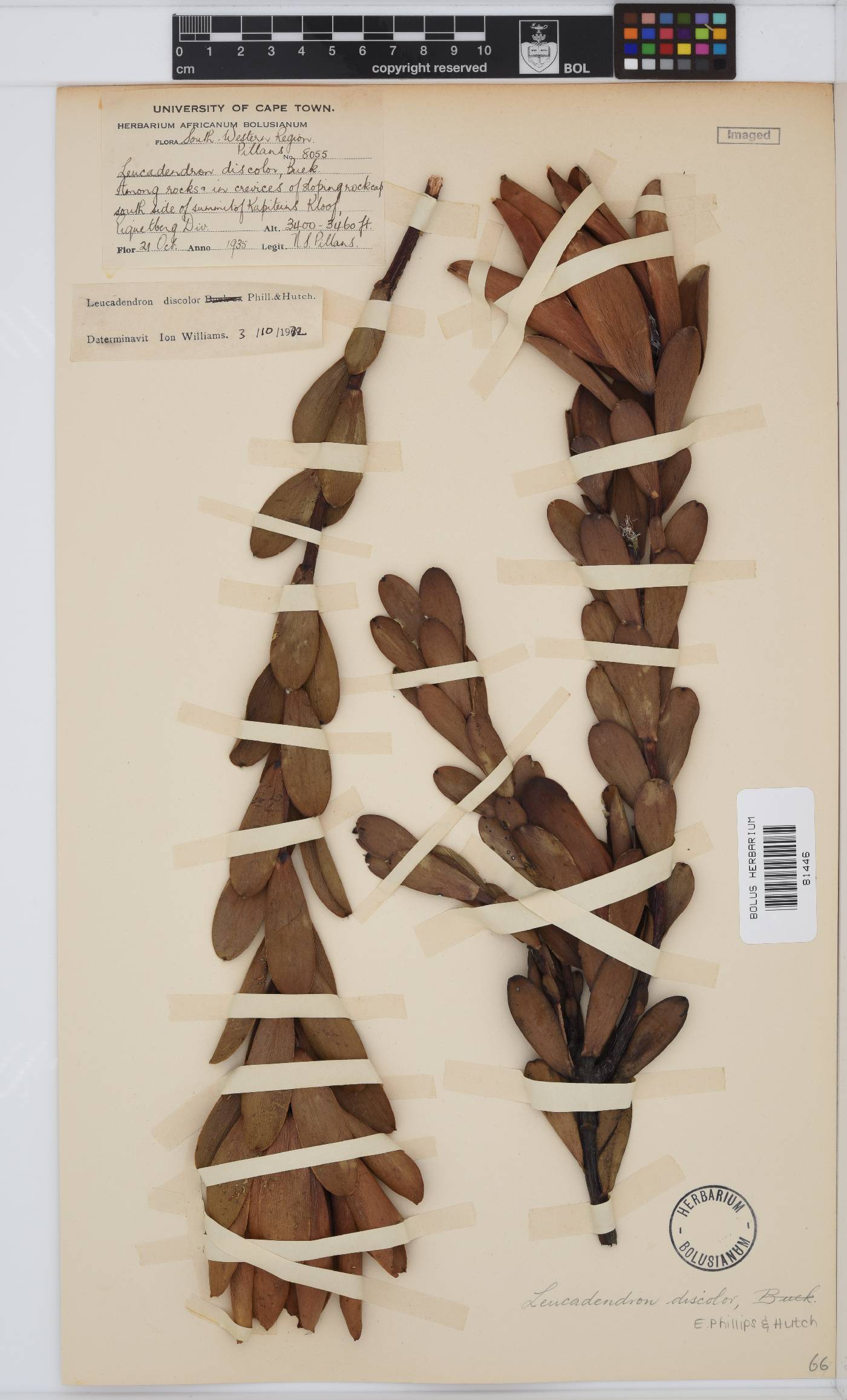 Leucadendron discolor image