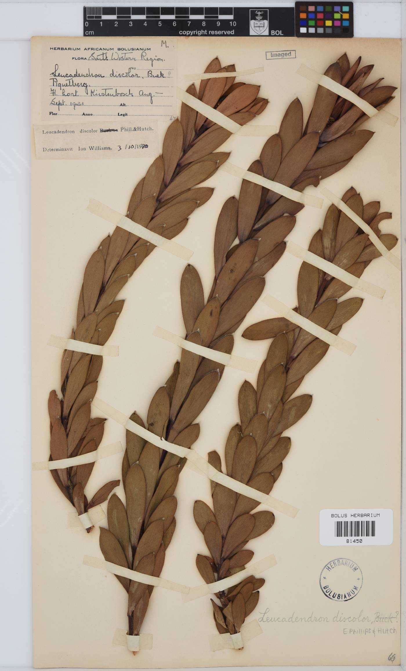 Leucadendron discolor image