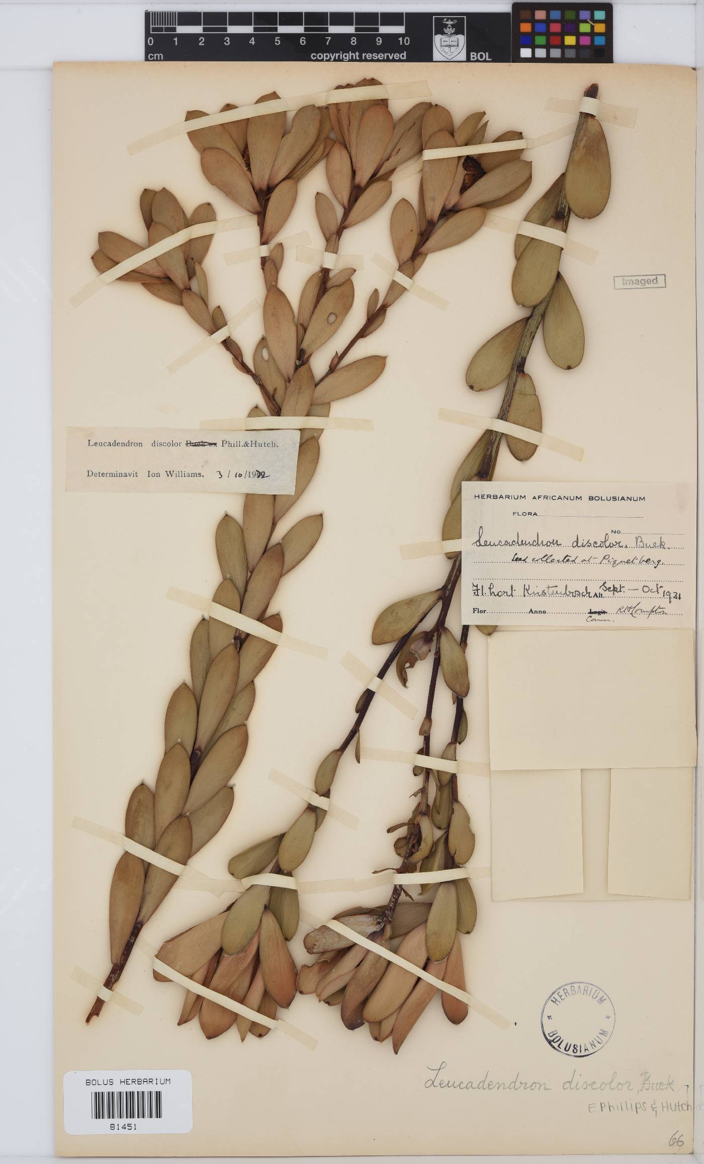Leucadendron discolor image
