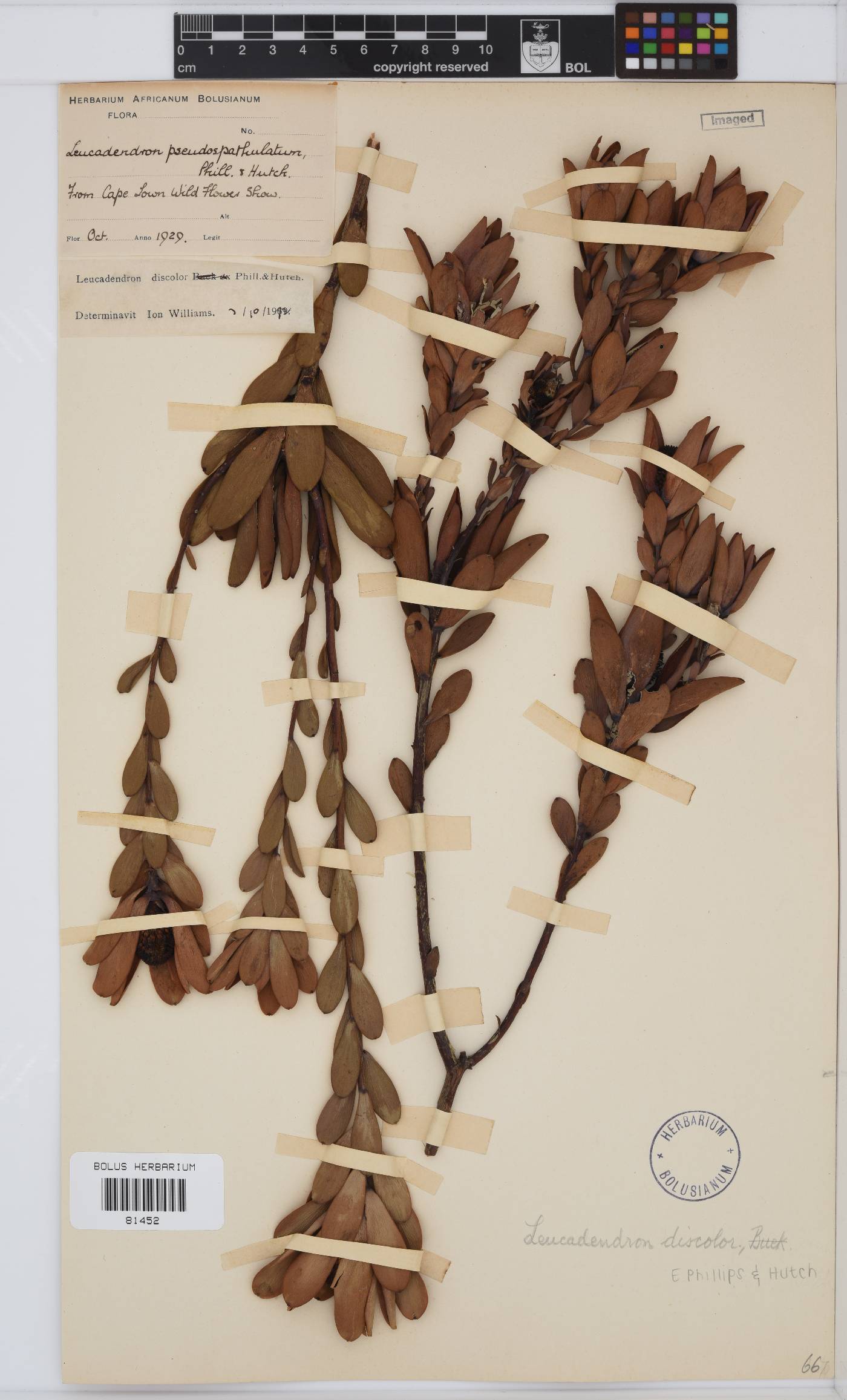 Leucadendron discolor image